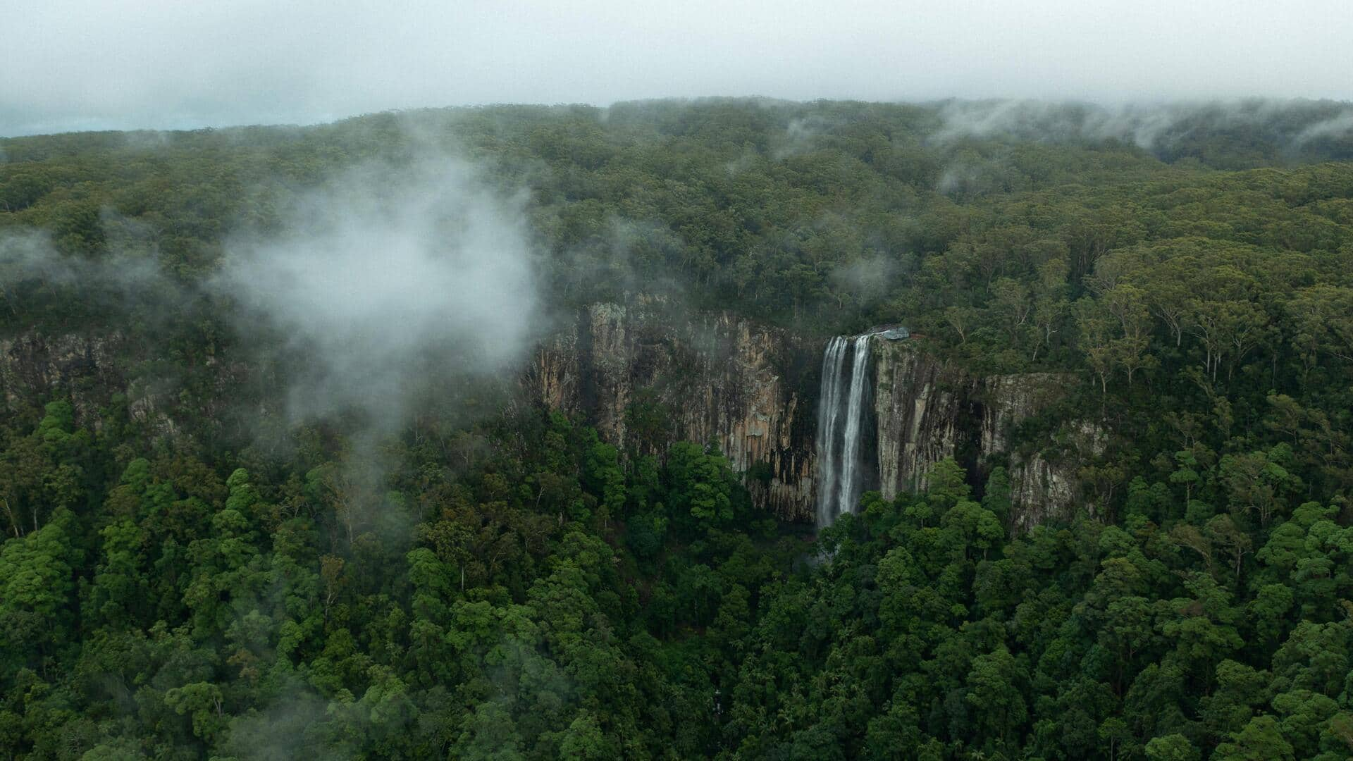 Menjelajahi Hutan Hujan Gondwana di Australia