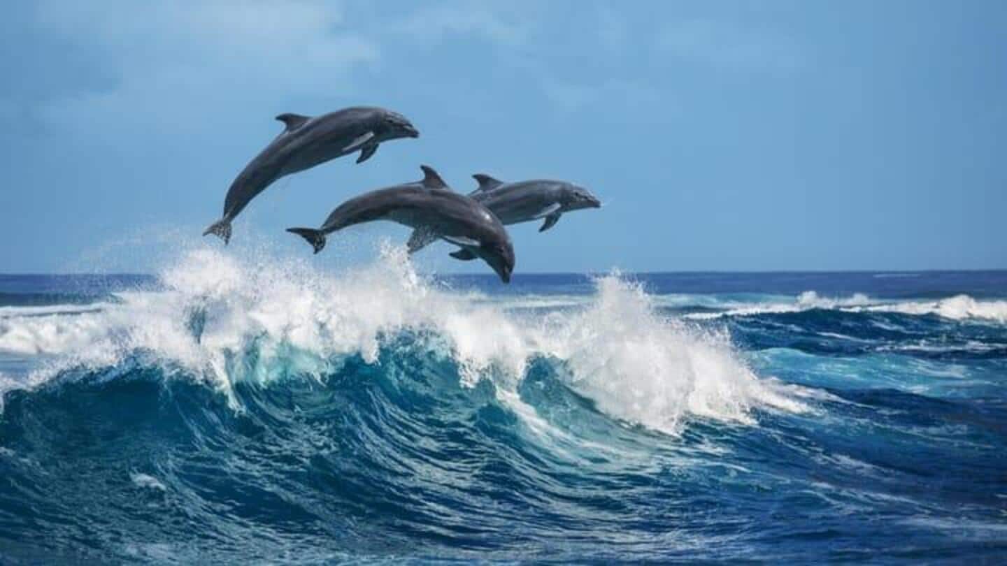 Bulan Kesadaran Lumba-lumba: 5 fakta fantastis tentang teman akuatik kita