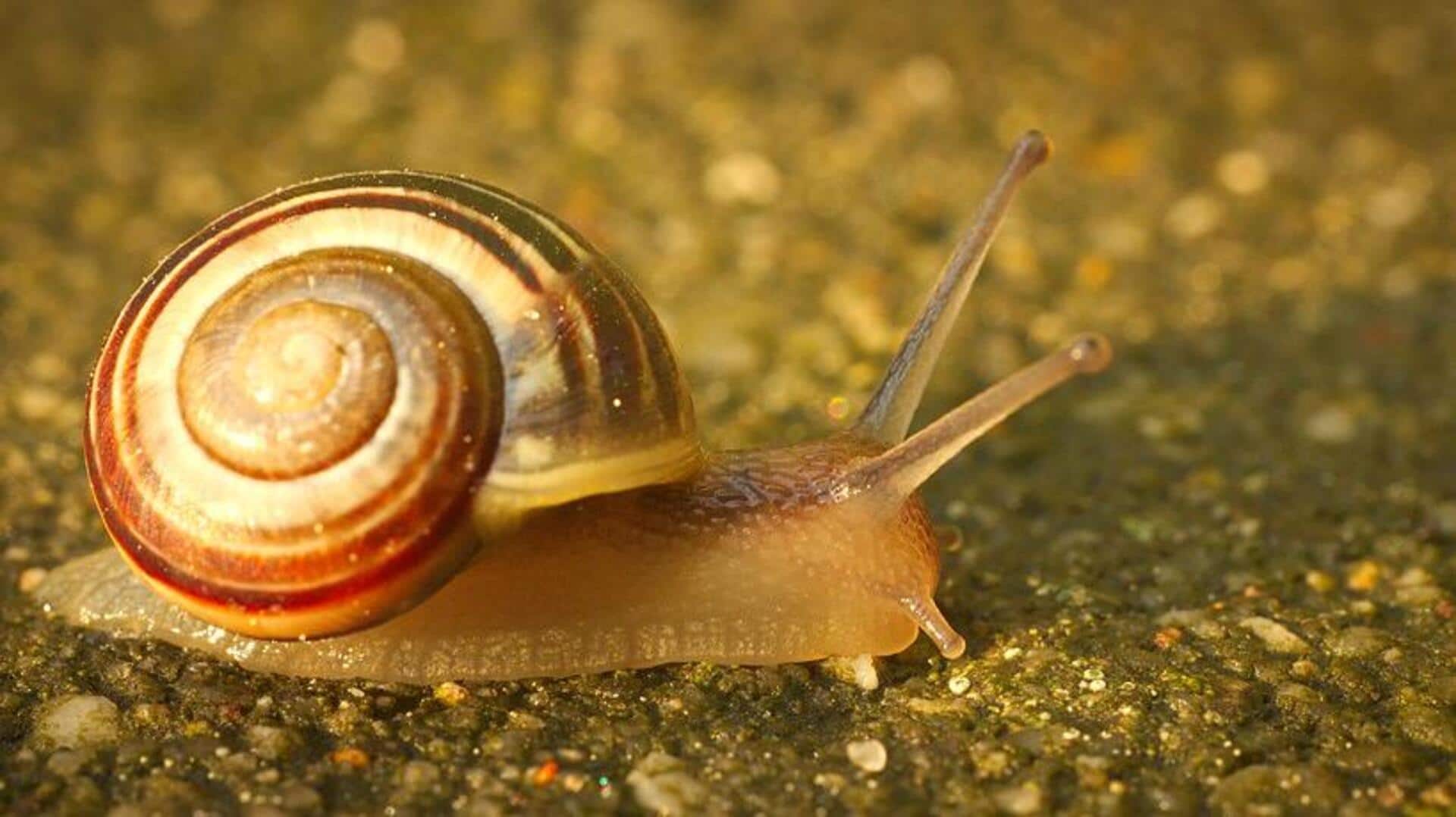 Fakta menarik tentang adaptasi siput Fakta menarik tentang adaptasi siput