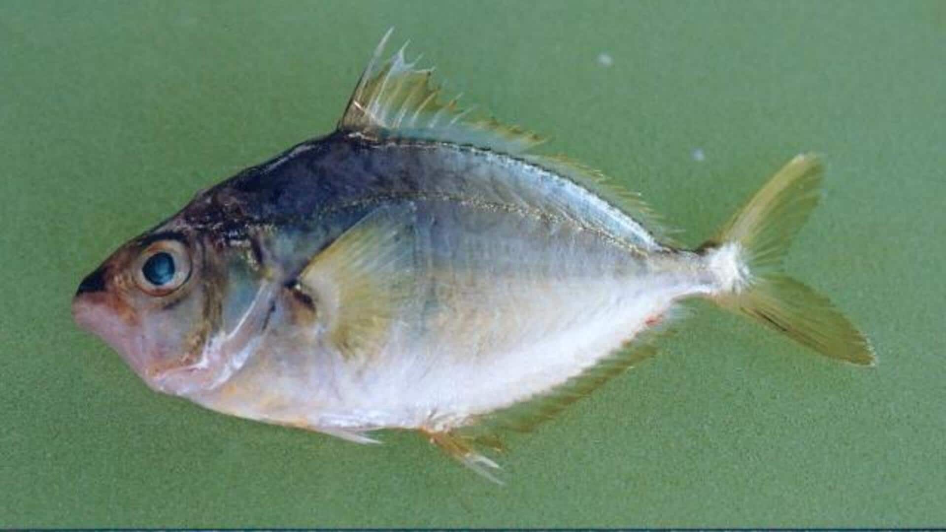 Mengapa Ikan Leiognathidae Membuat Pola Cahaya Bioluminesensi Mengapa Ikan Leiognathidae Membuat Pola Cahaya Bioluminesensi
