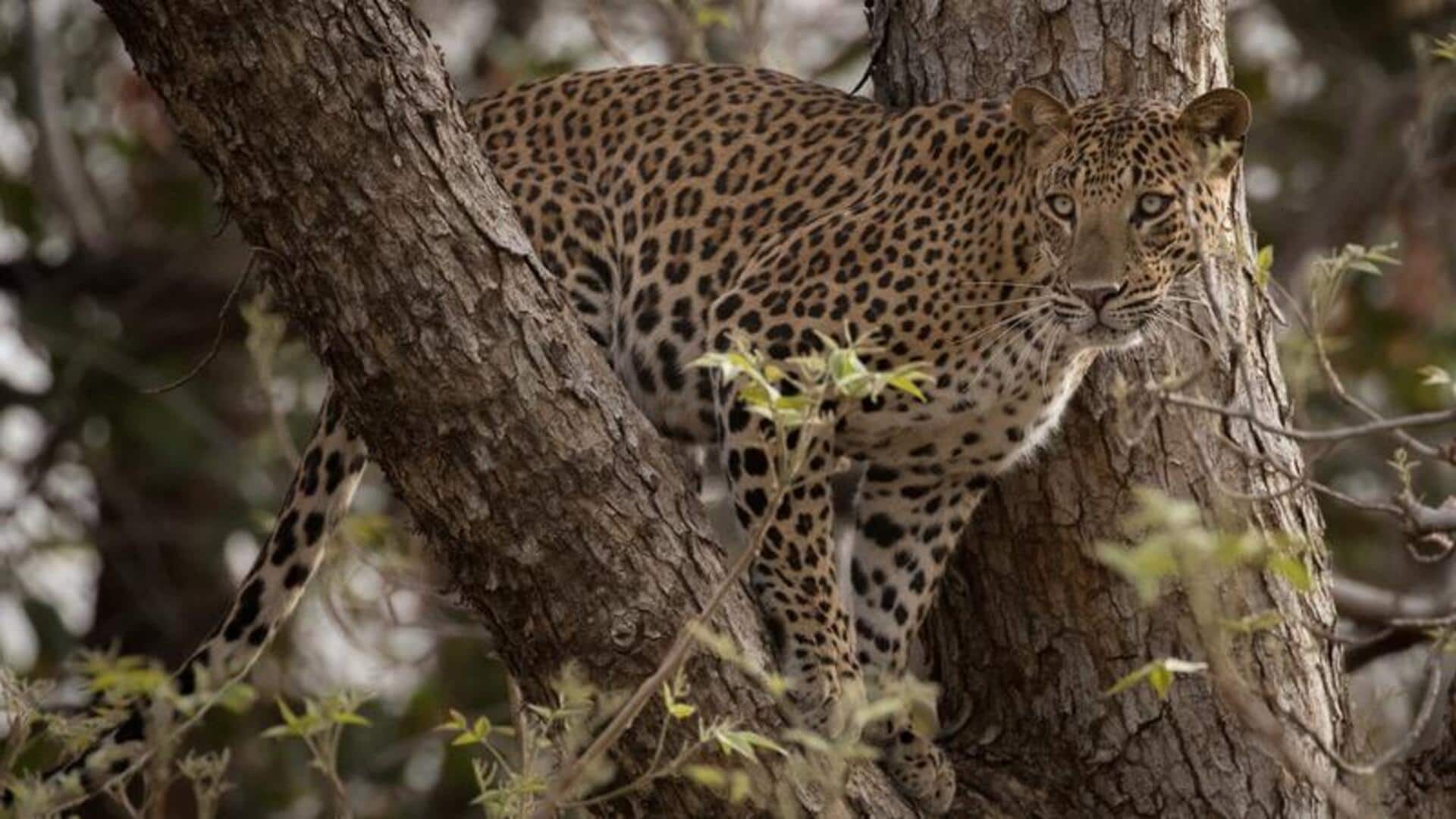 Kamuflase Macan Tutul: Adaptasi Bertahan Hidup di Alam Liar