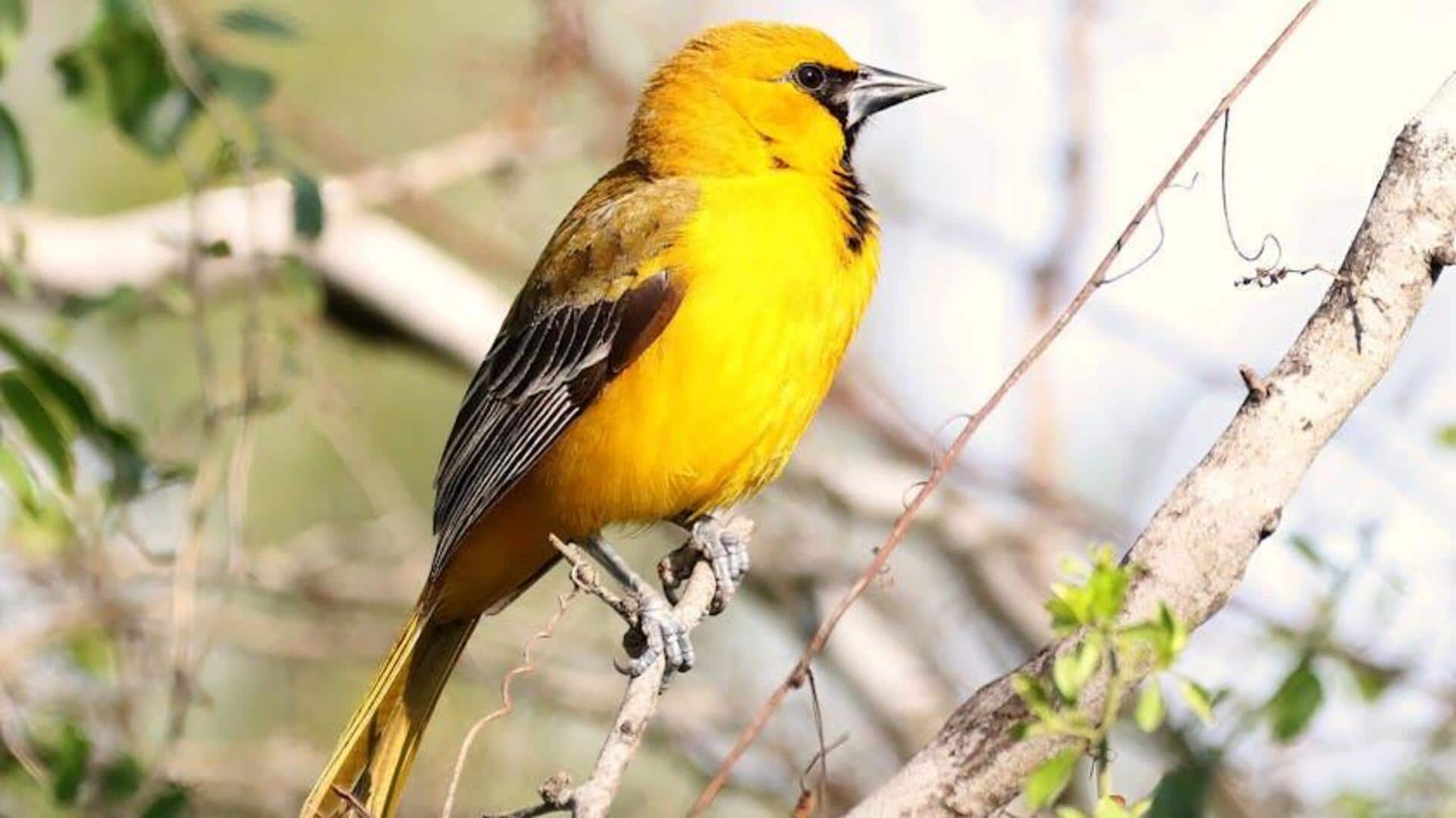 Fakta Menarik tentang Jalur Migrasi Burung Oriole Fakta Menarik tentang Jalur Migrasi Burung Oriole