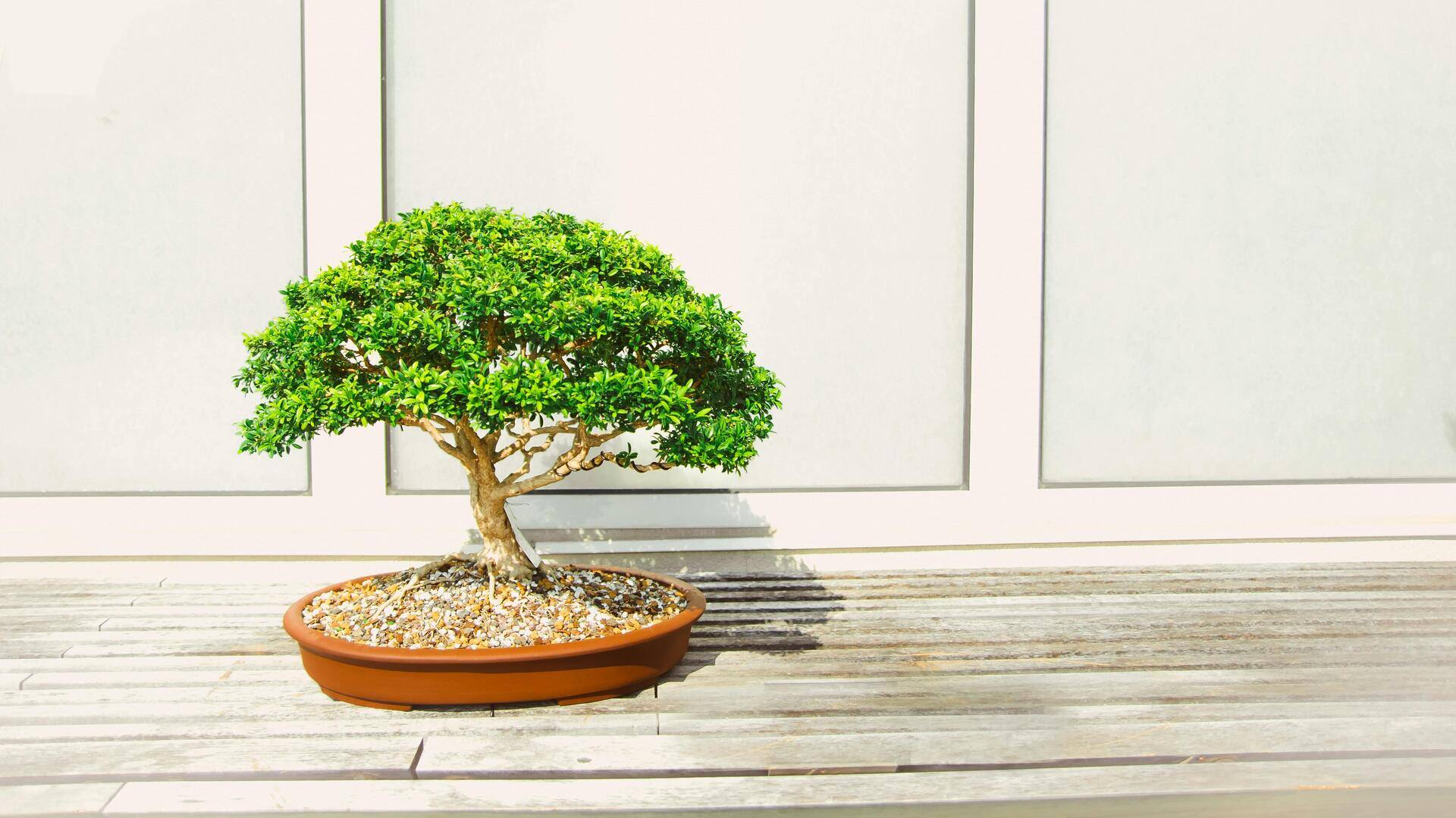 Cara Sukses Menumbuhkan Bonsai di Rumah