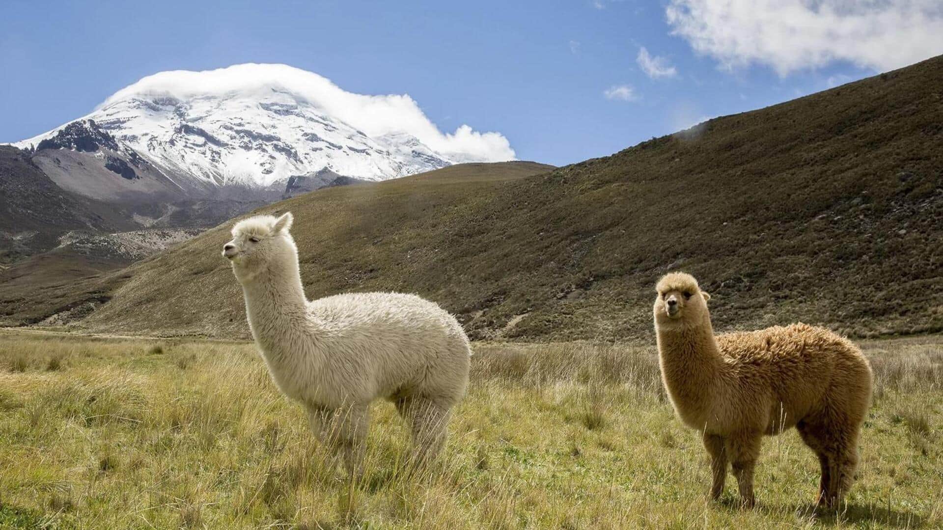 Lima Negara dengan Populasi Alpaka yang Tinggi