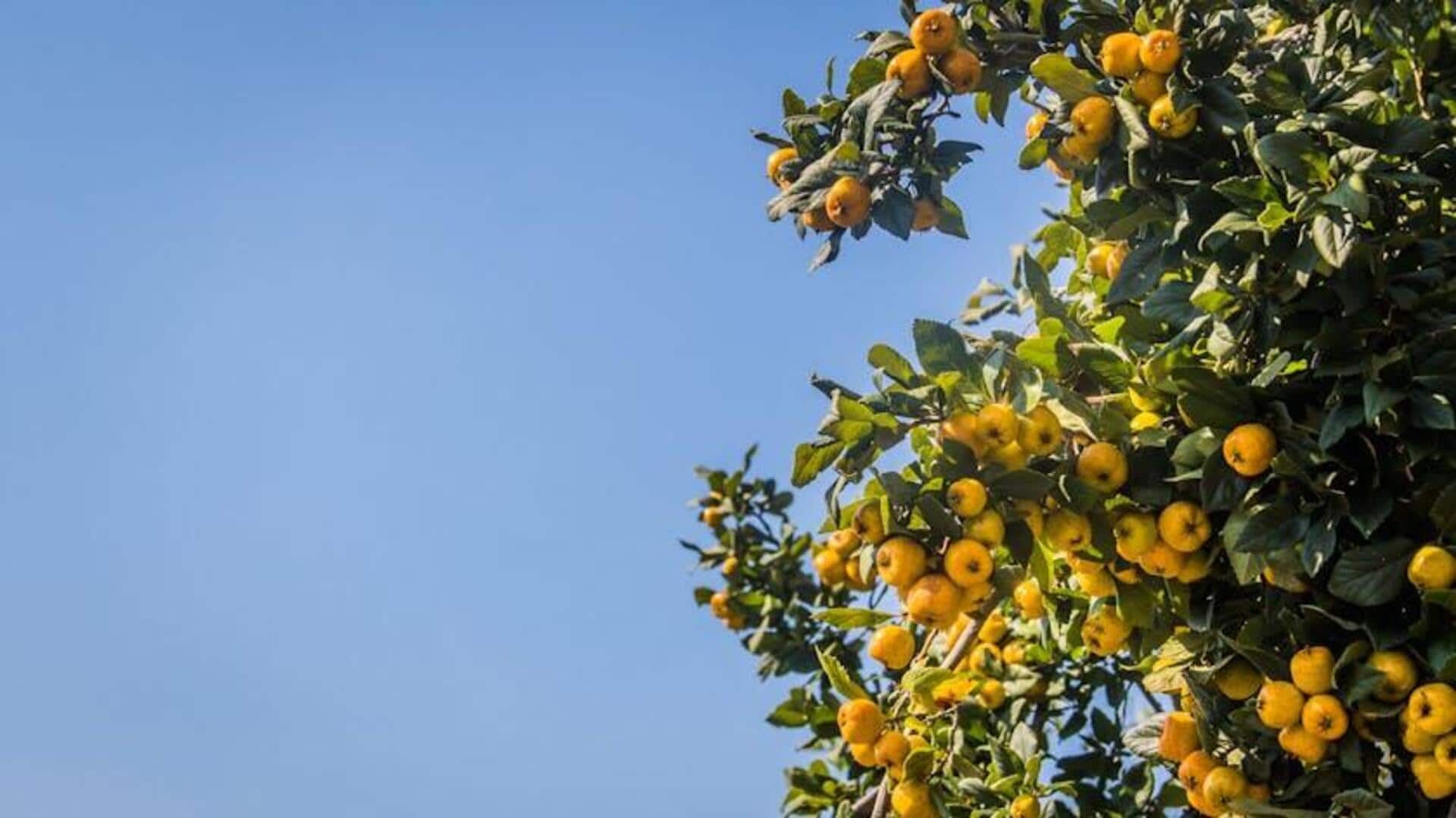 Kreasi Hidangan Penutup Vegan Berbahan Kumkuat Kreasi Hidangan Penutup Vegan Berbahan Kumkuat