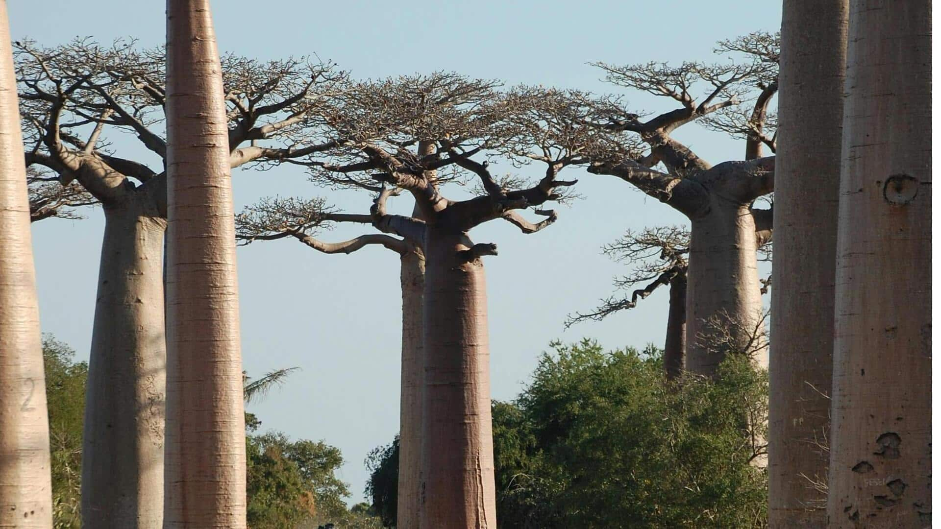 Menjelajahi Keanekaragaman Hayati Endemik di Madagaskar