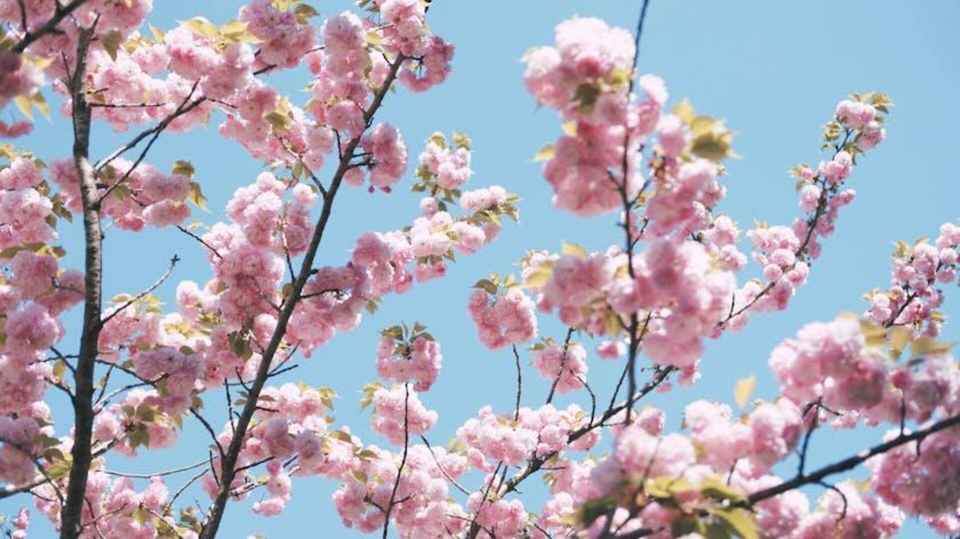 Tips Merawat Bunga Sakura di Taman Indonesia