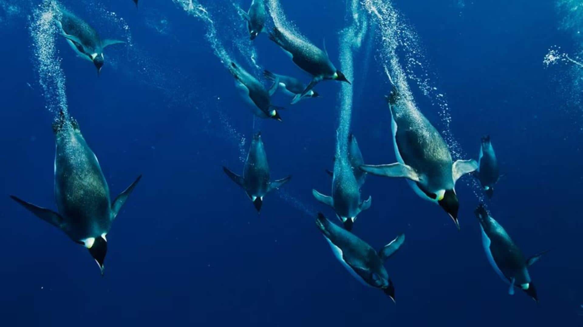 Kebiasaan Makan Penguin di Lingkungan yang Tidak Bersahabat