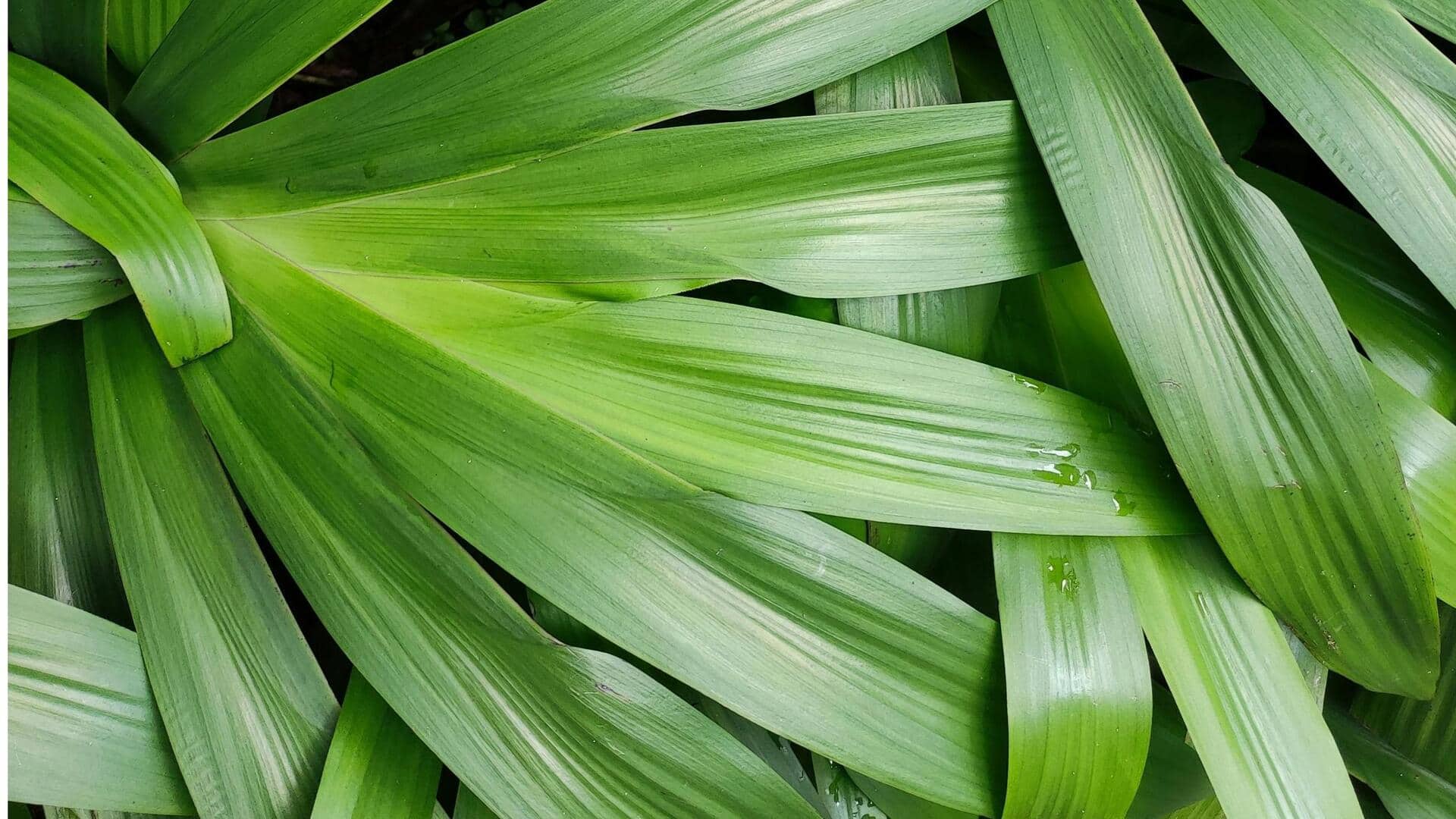 Lima Herbal yang Mudah Tumbuh di Ruang Kecil Indonesia