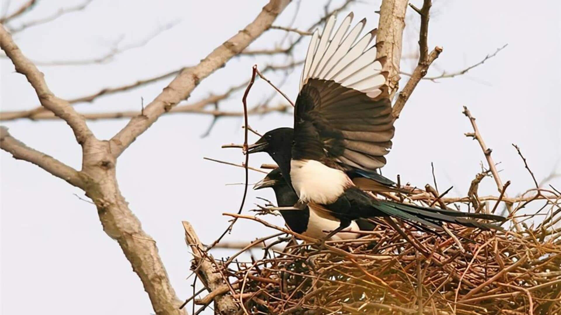 Cara Burung Murai dalam Melindungi Sarangnya