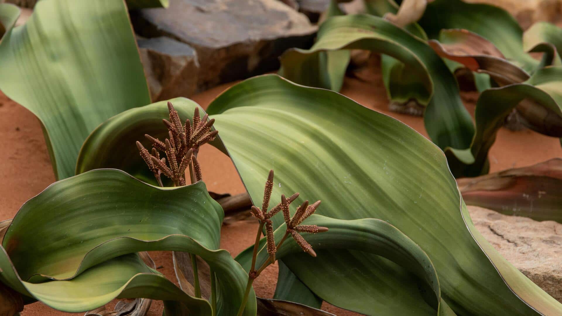 Lima Tumbuhan yang Mekar Sekali Seumur Hidup