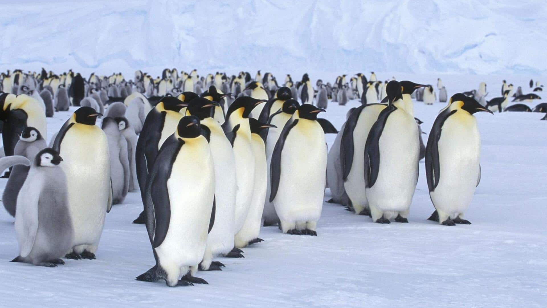 Strategi Unik Penguin dalam Bertahan Hidup