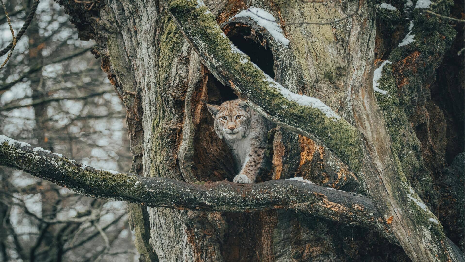 Fotografi Lynx: Menangkap Momen Tak Terlihat di Habitat Alami Fotografi Lynx: Menangkap Momen Tak Terlihat di Habitat Alami