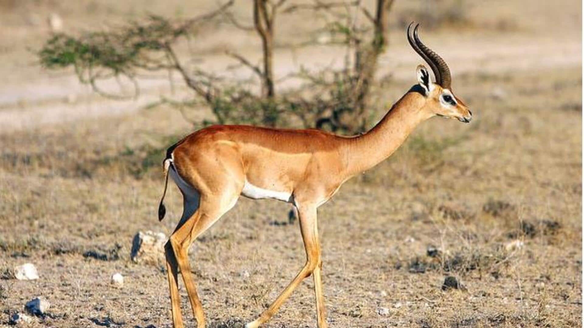 Mengapa Rusa Berleher Panjang Tidak Terlalu Rentan terhadap Pemangsa?