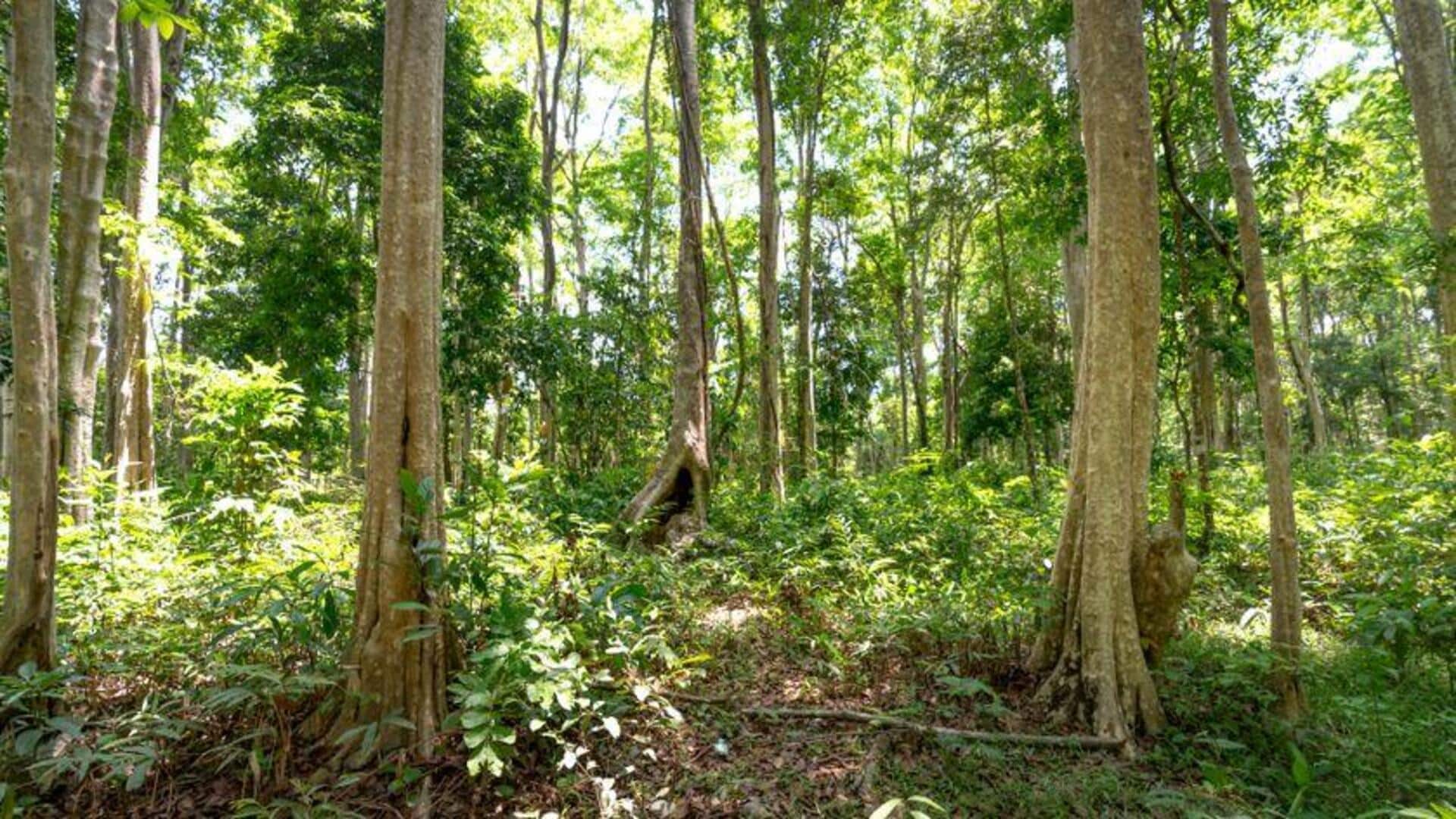Hutan-Hutan Indah di Republik Ceko: Pelarian Tenang