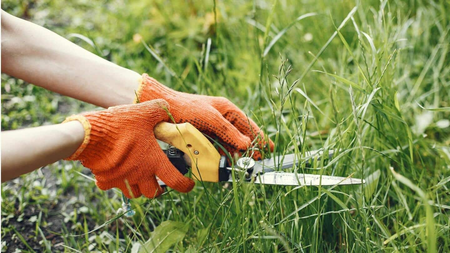 Lima cara alami untuk menghilangkan gulma dari kebun Anda