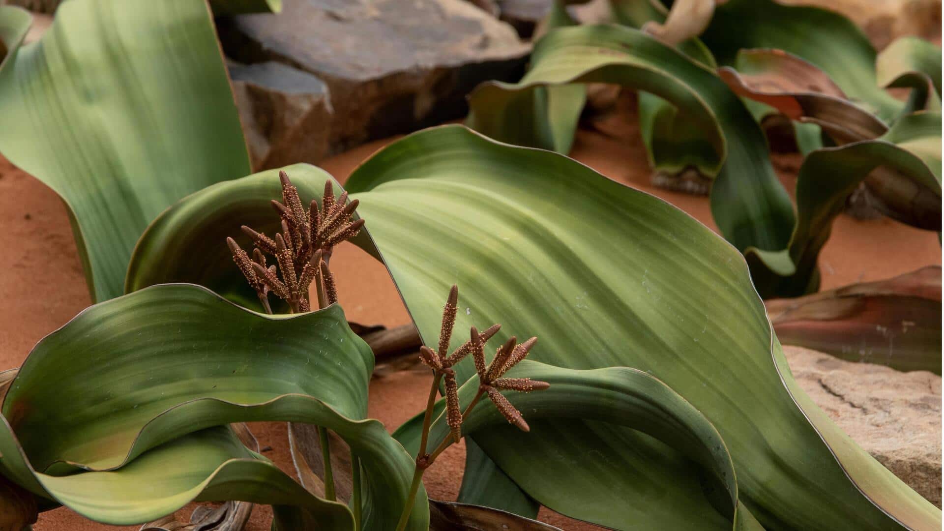 Fakta Mengejutkan tentang Tanaman Welwitschia Kuno