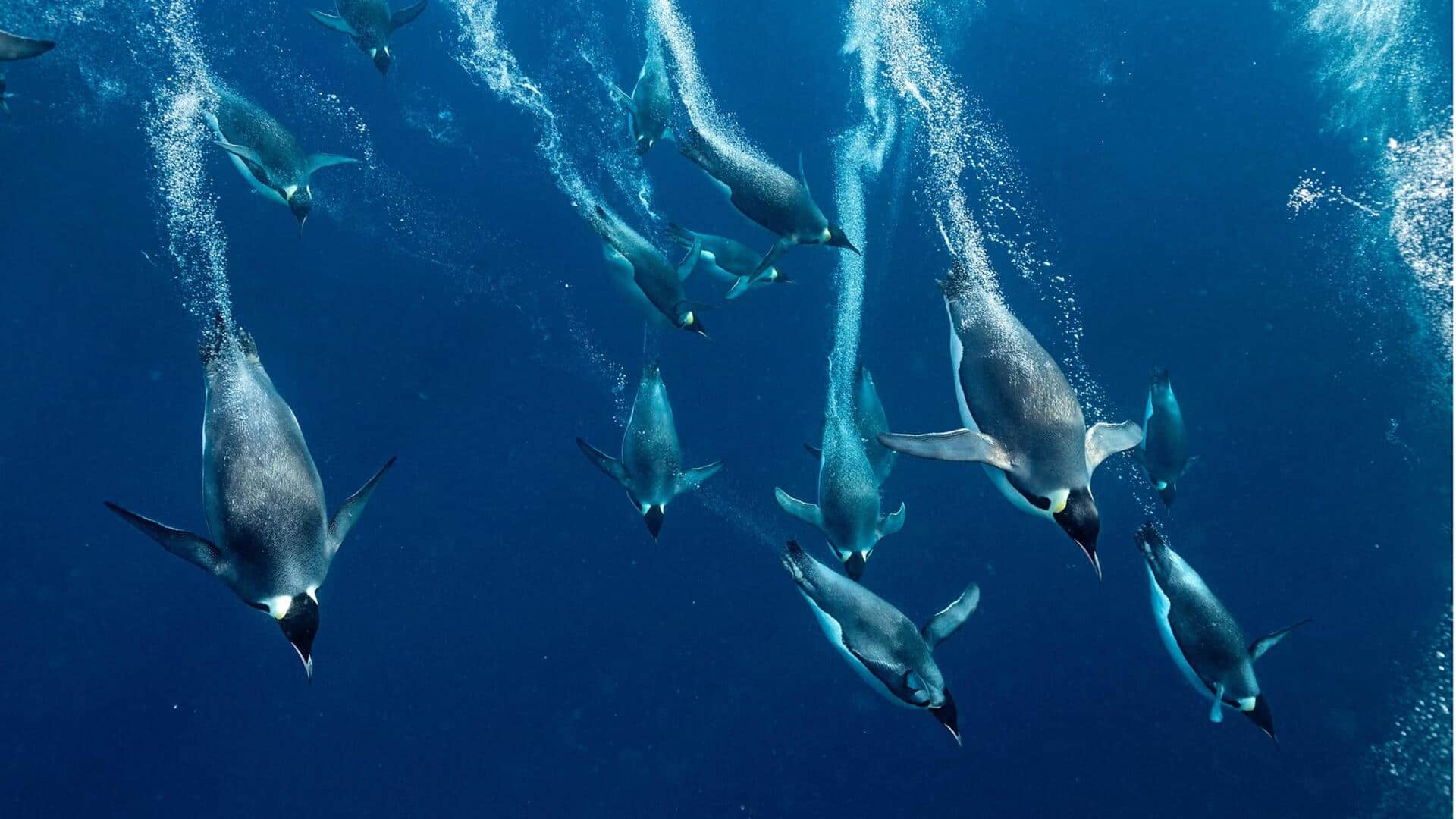 Fakta Menarik tentang Perilaku Penguin