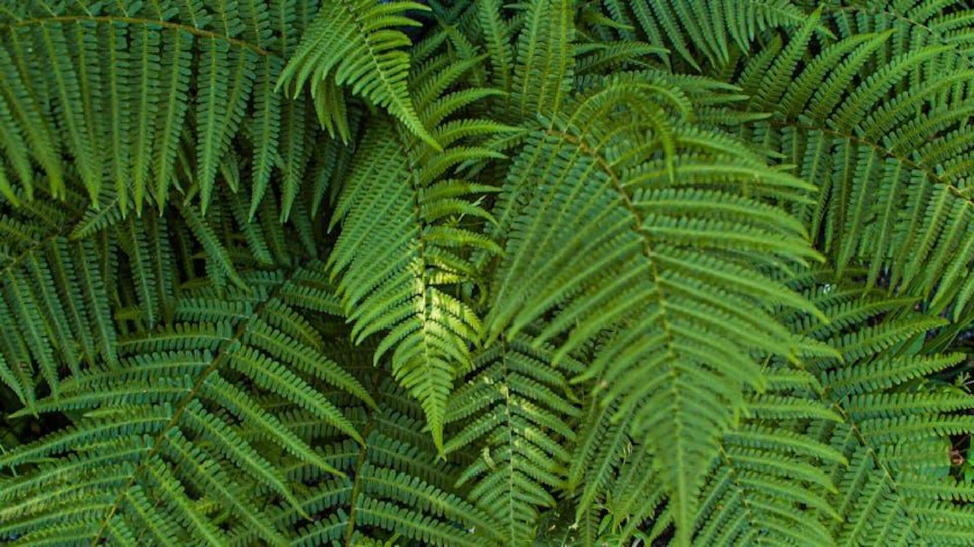 Manfaat Mengejutkan Tanaman Paku di Kebun Rumah Anda