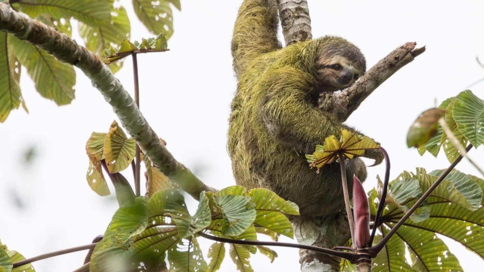 Kehidupan Unik dari Alga di Tubuh Kungkang