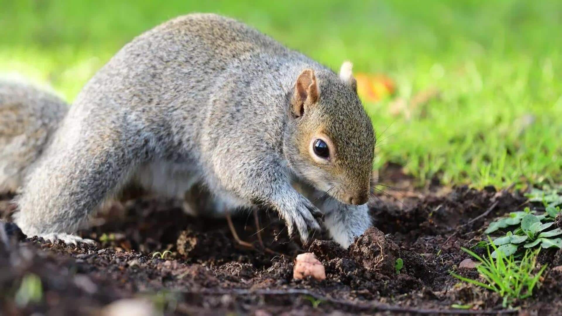 Memahami Kebiasaan Tupai yang Unik dalam Menggali Tanah