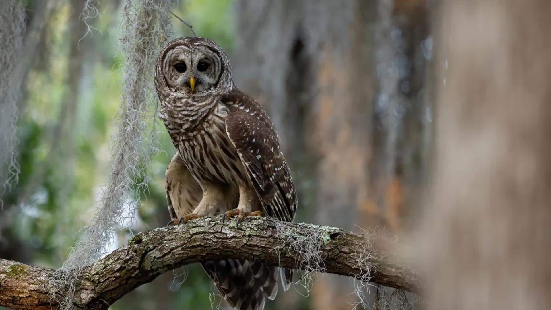 Mengungkap Adaptasi Burung Hantu yang Luar Biasa di Alam Liar