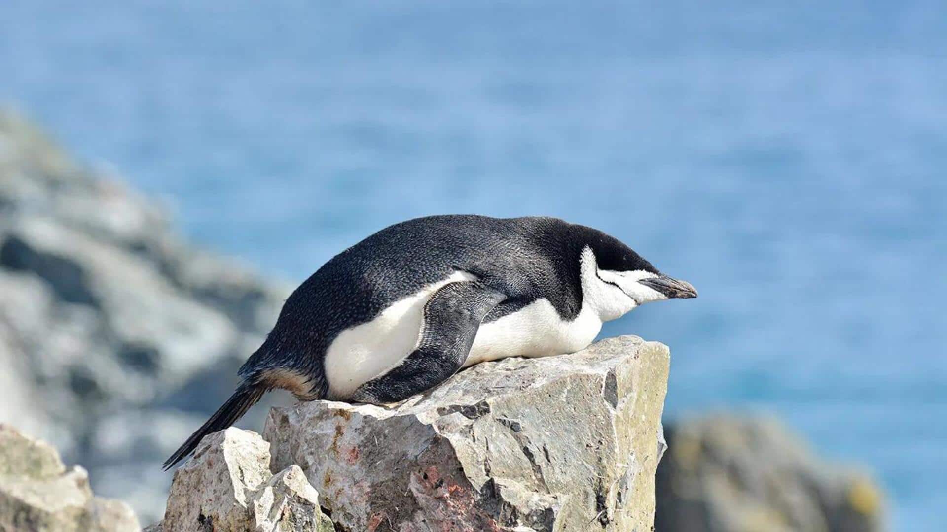 Mengungkap Kebiasaan Tidur Penguin yang Unik