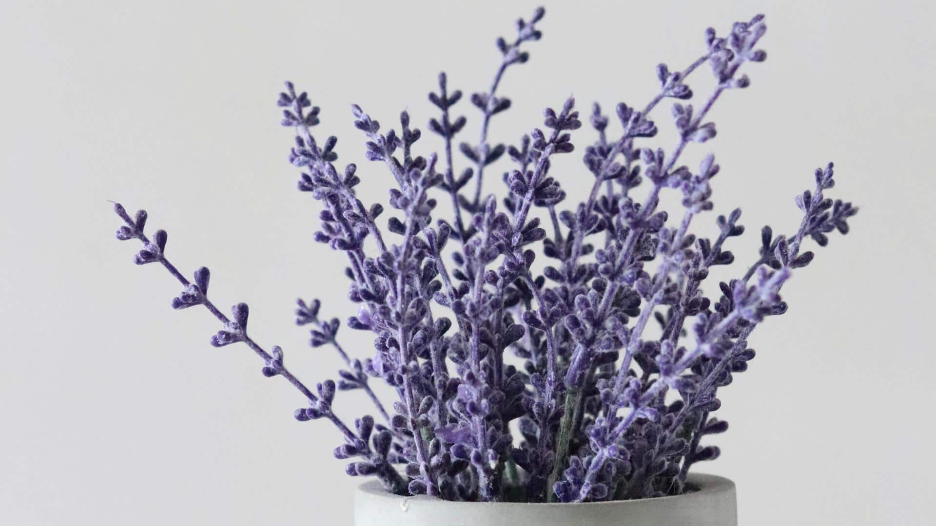 Cara Mudah Menanam Lavender di Dalam Ruangan Sepanjang Tahun Cara Mudah Menanam Lavender di Dalam Ruangan Sepanjang Tahun