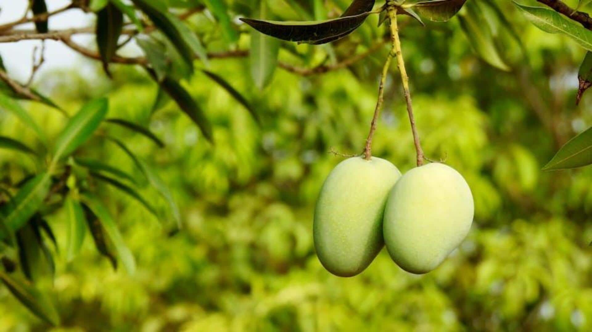 5 Pohon yang Meningkatkan Keanekaragaman Hayati di Rumah Anda