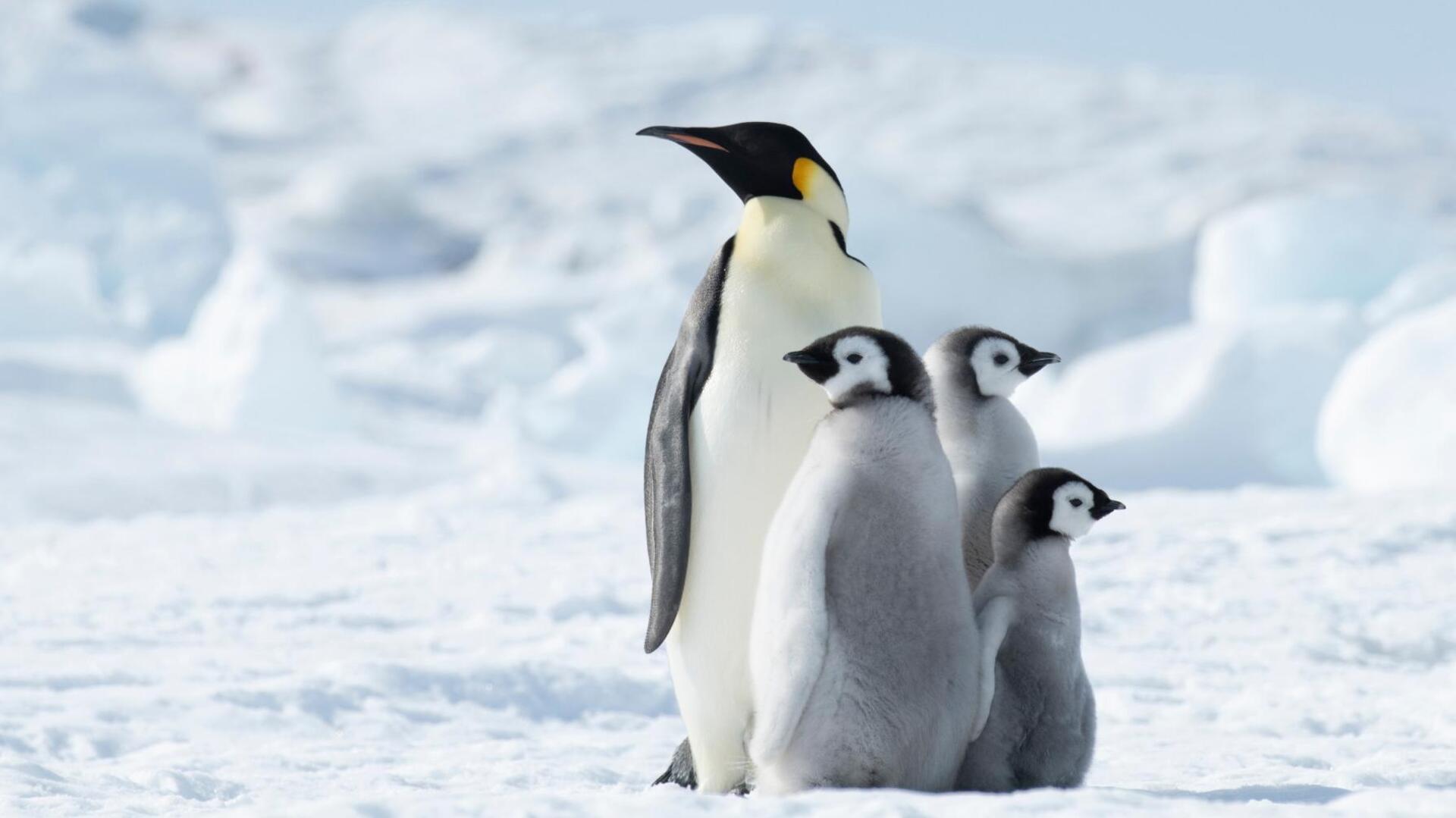Bagaimana Penguin Merawat Anak-anaknya di Habitat yang Ekstrem?
