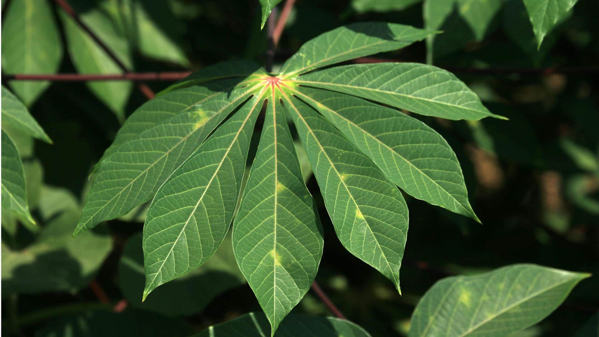 Hidangan Daun Singkong Vegan Kaya Serat