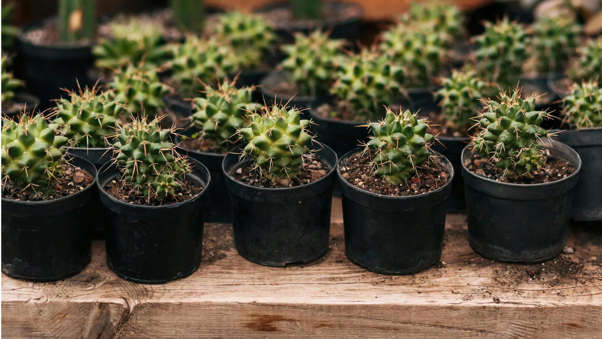 Rahasia Menanam Kaktus di Apartemen Kecil