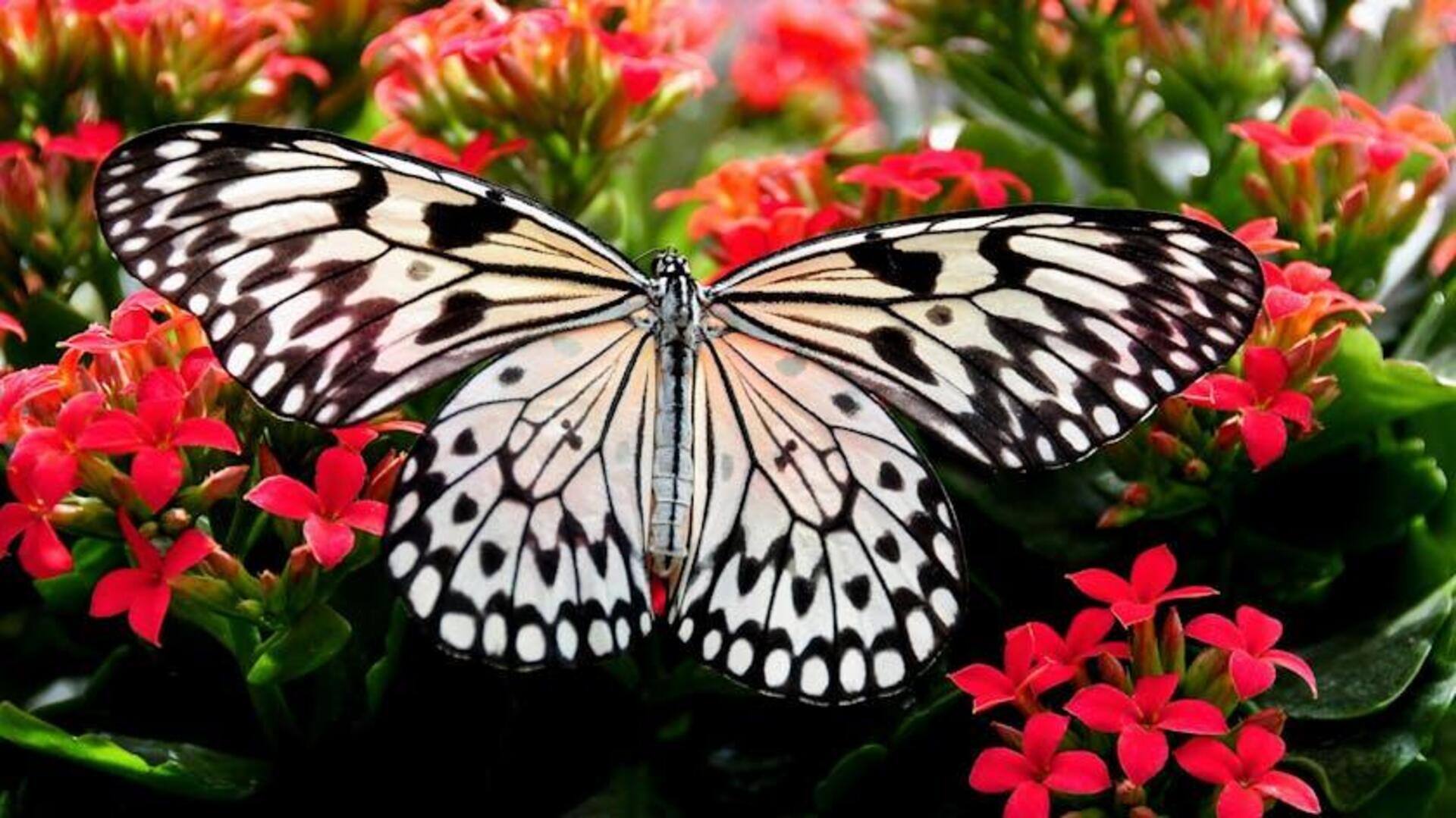 Keajaiban Evolusi di Balik Warna Sayap Kupu-Kupu