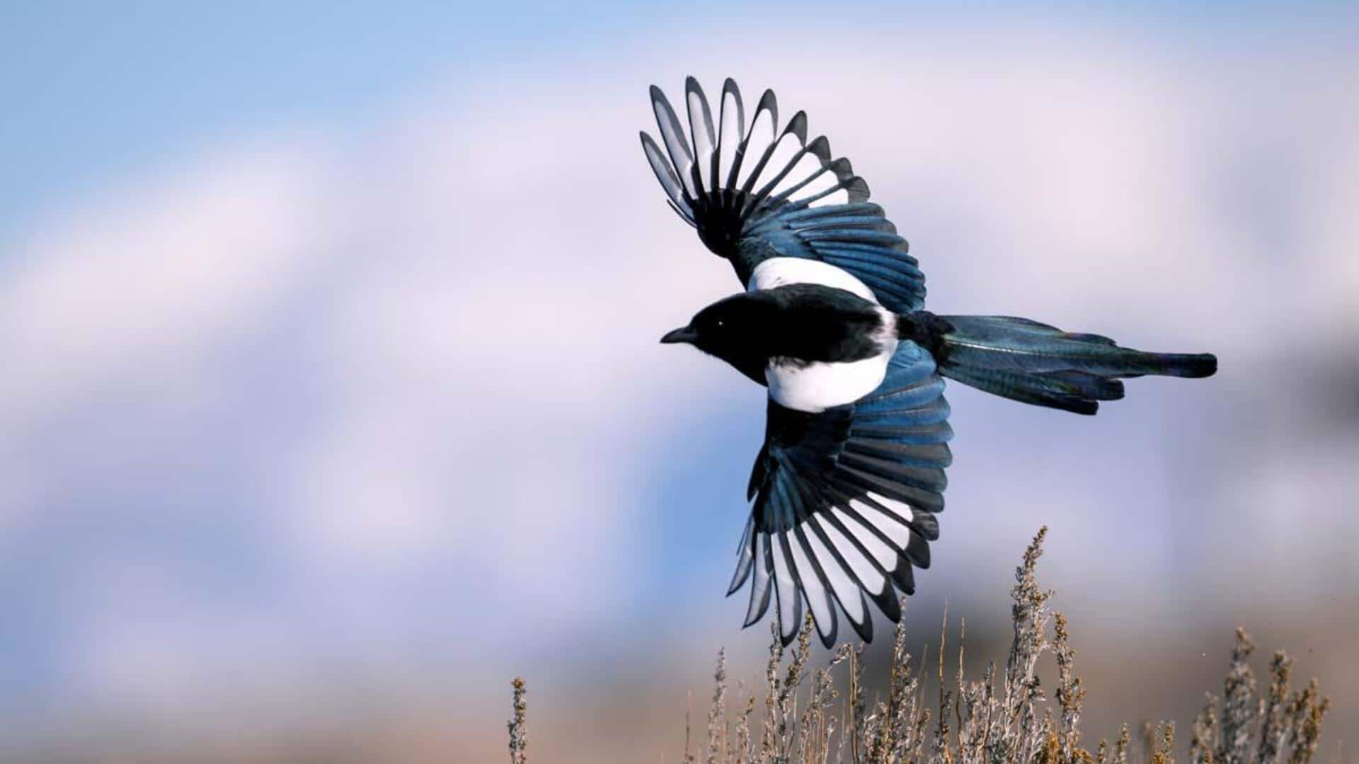 Keajaiban Migrasi Burung Magpie: Pola dan Rute yang Mengejutkan