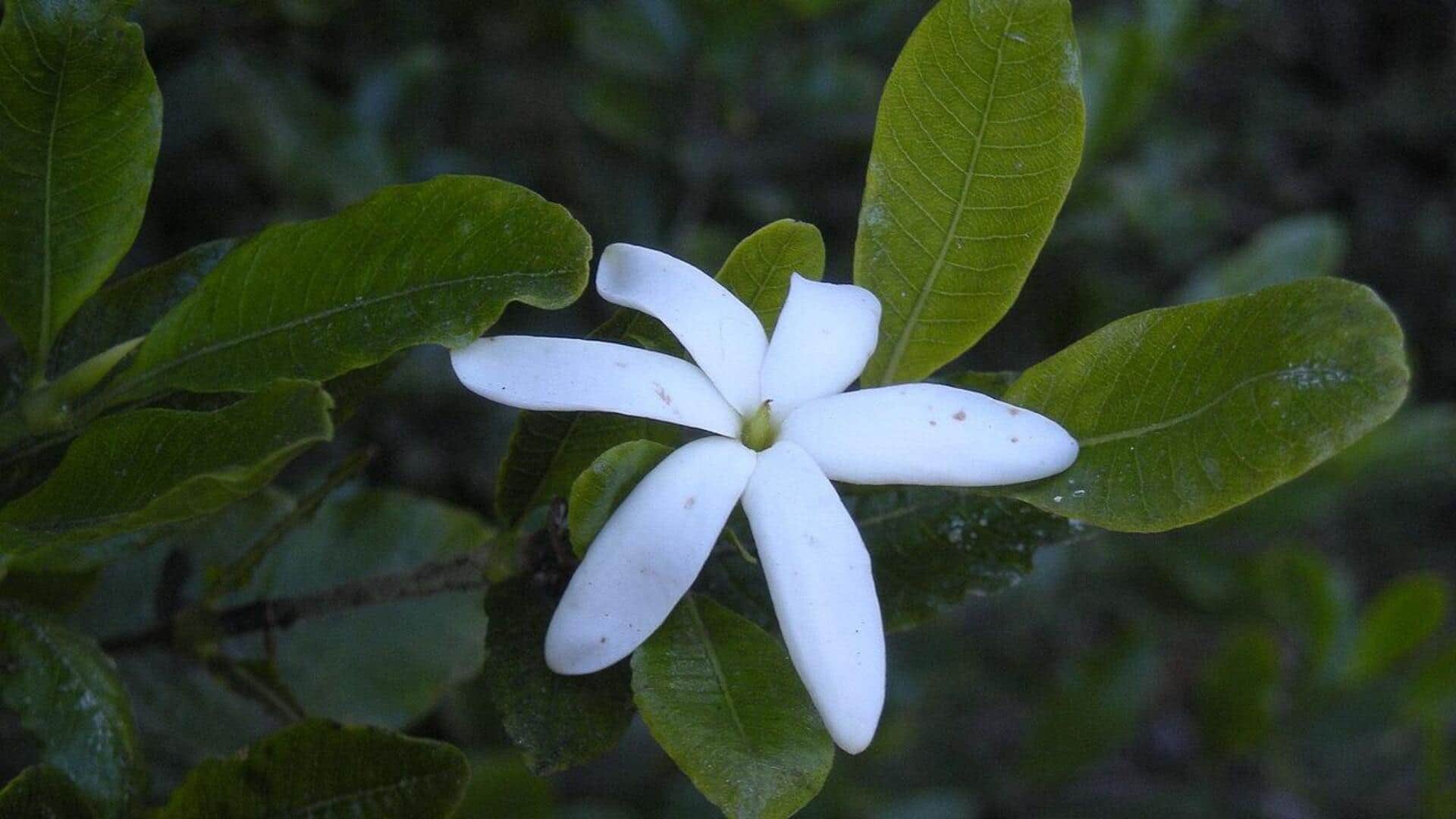 pH Ideal untuk Menanam Gardenia yang Indah