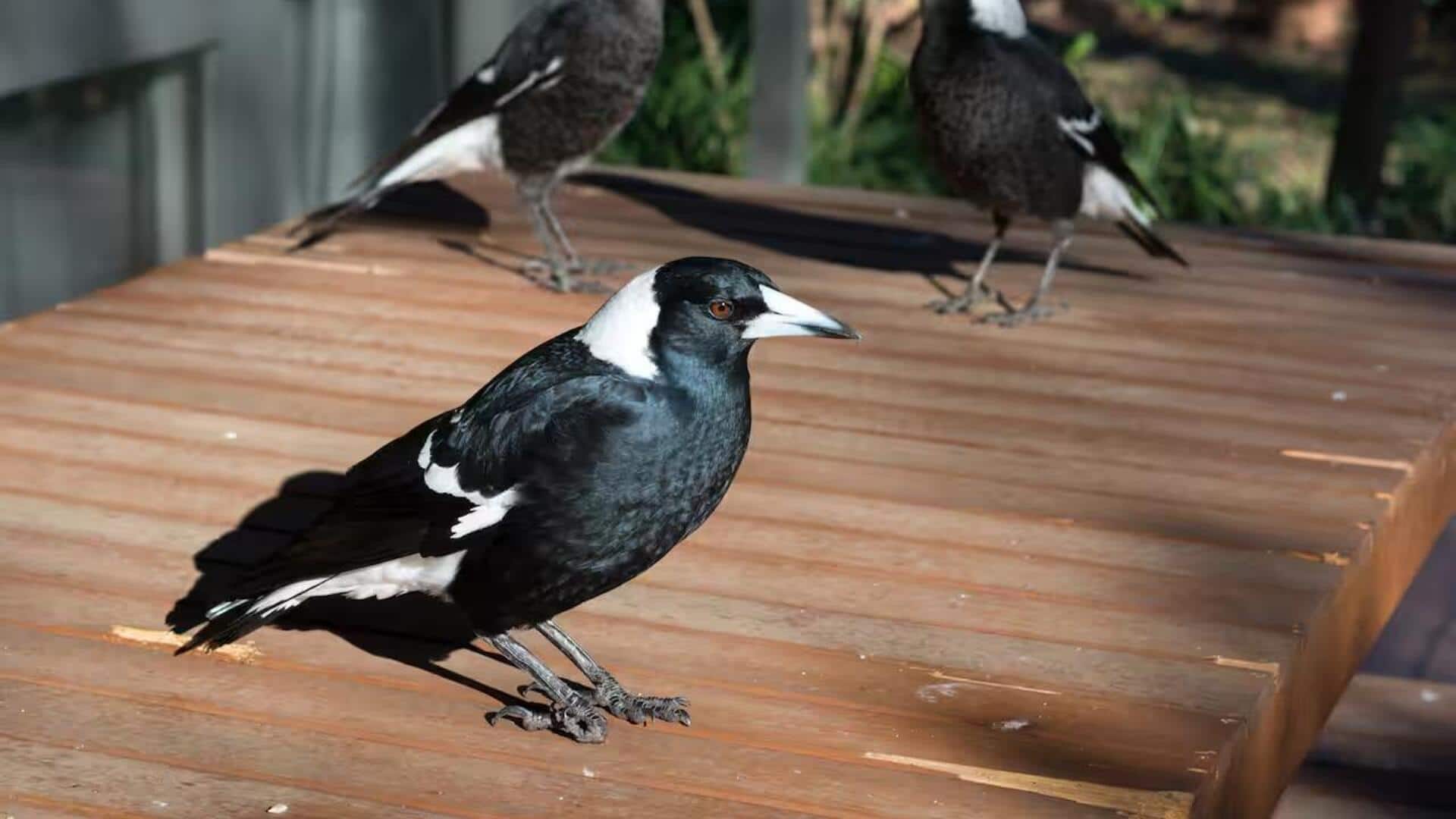 Mengungkap Taktik Cerdas Magpie dalam Bertahan Hidup di Lingkungan Perkotaan