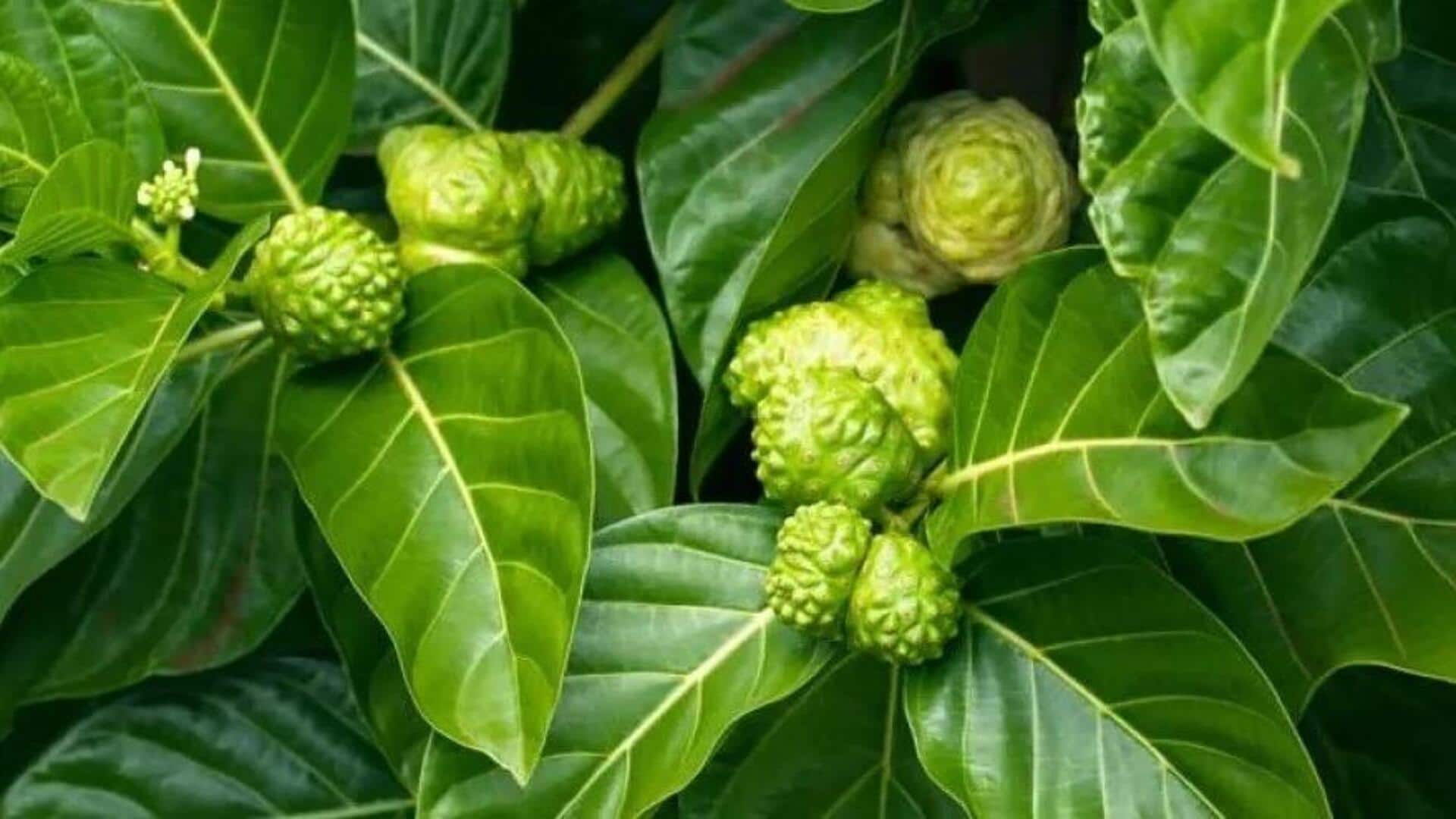 Penggunaan Tak Terduga dari Daun Mengkudu dalam Dunia Kuliner