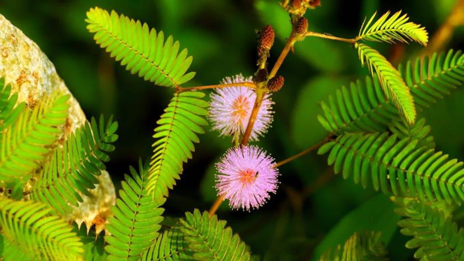 Rahasia Mengejutkan Gerakan Cepat Tanaman Mimosa