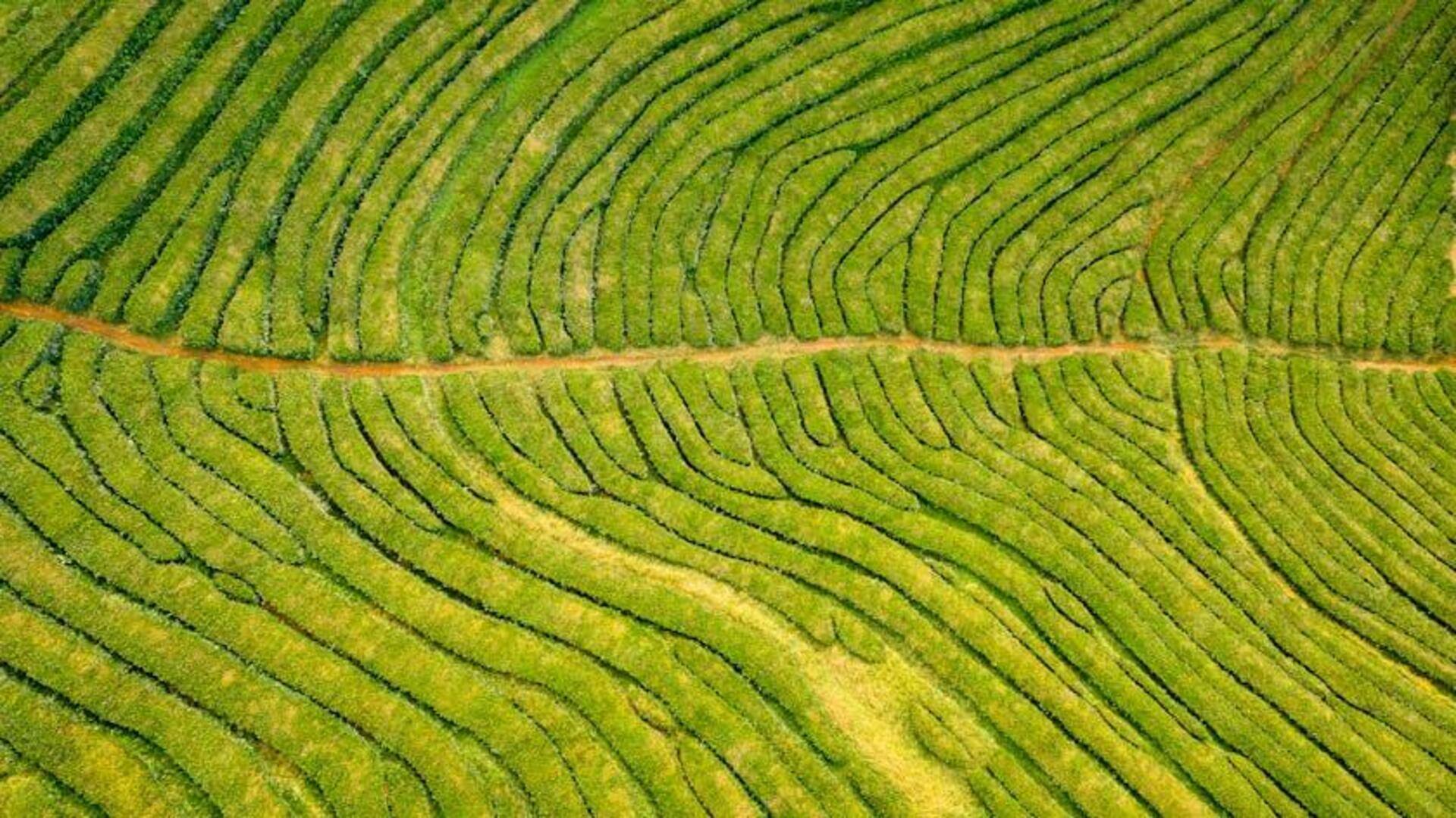 Perkebunan Teh Azores di Portugal: Permata Tersembunyi