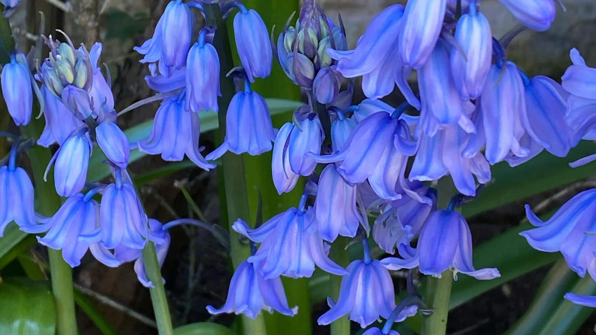 Tanam Bluebell untuk Mekar Musim Semi yang Menakjubkan Tanam Bluebell untuk Mekar Musim Semi yang Menakjubkan