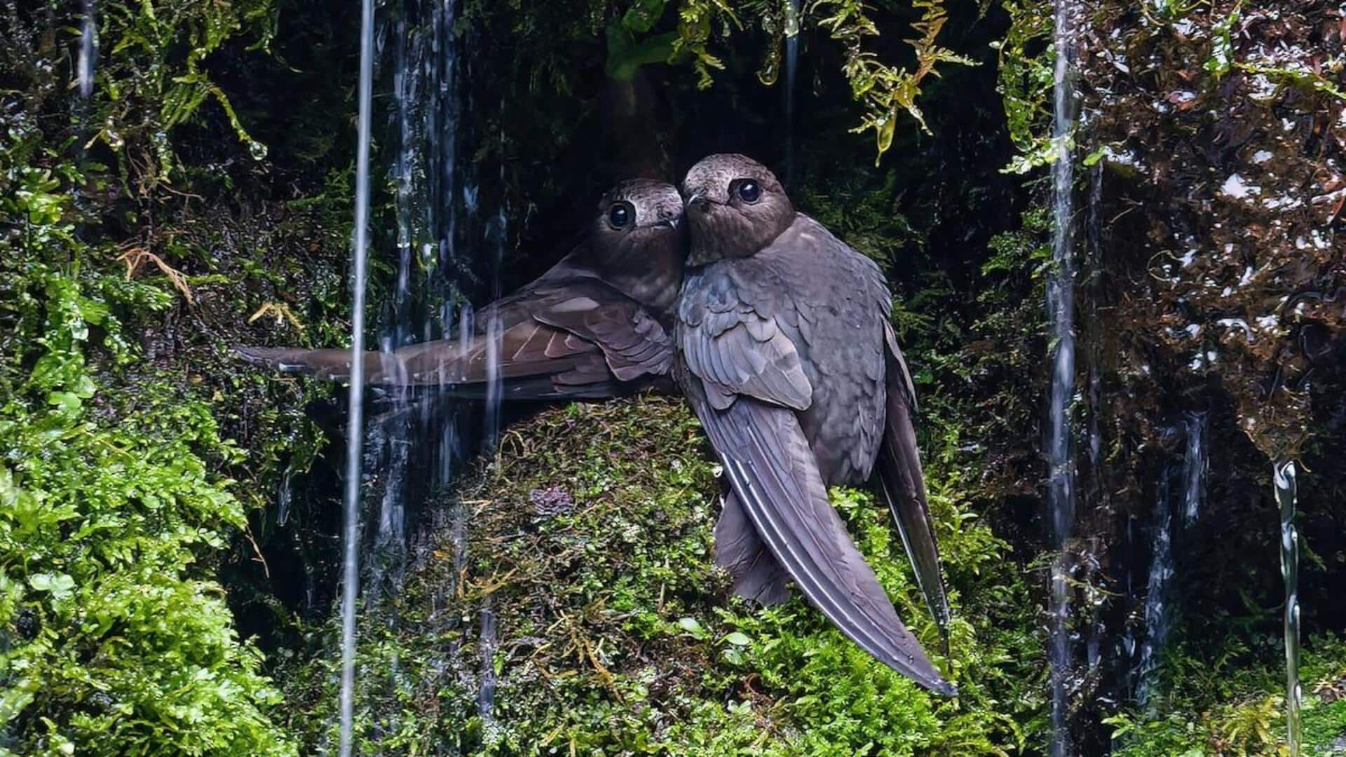 Taktik Swift untuk Bertahan saat Terjadi Badai di Alam Liar