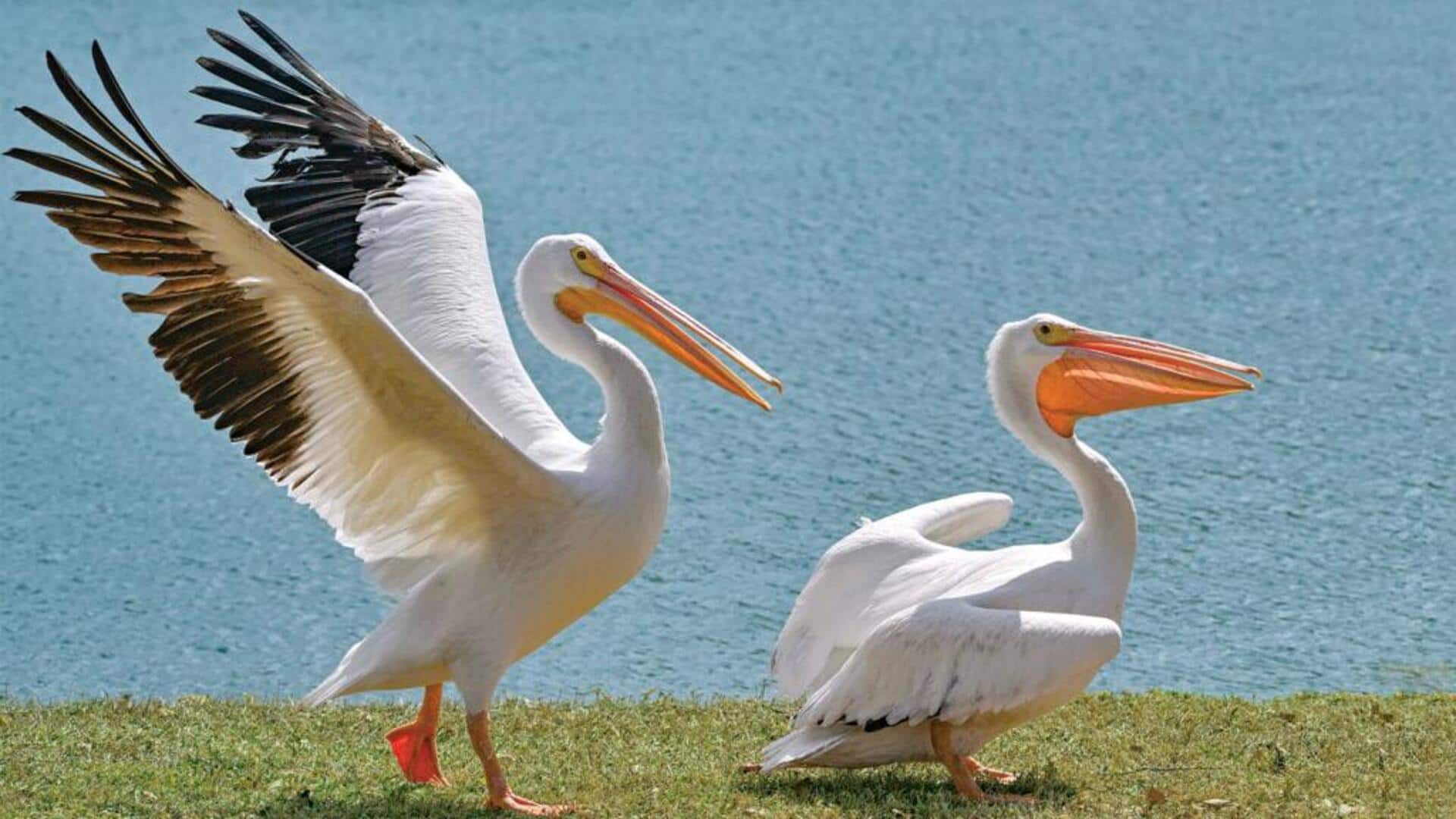 Mengamati Perilaku Unik Pelikan di Berbagai Habitat dalam Mencari Pasangan