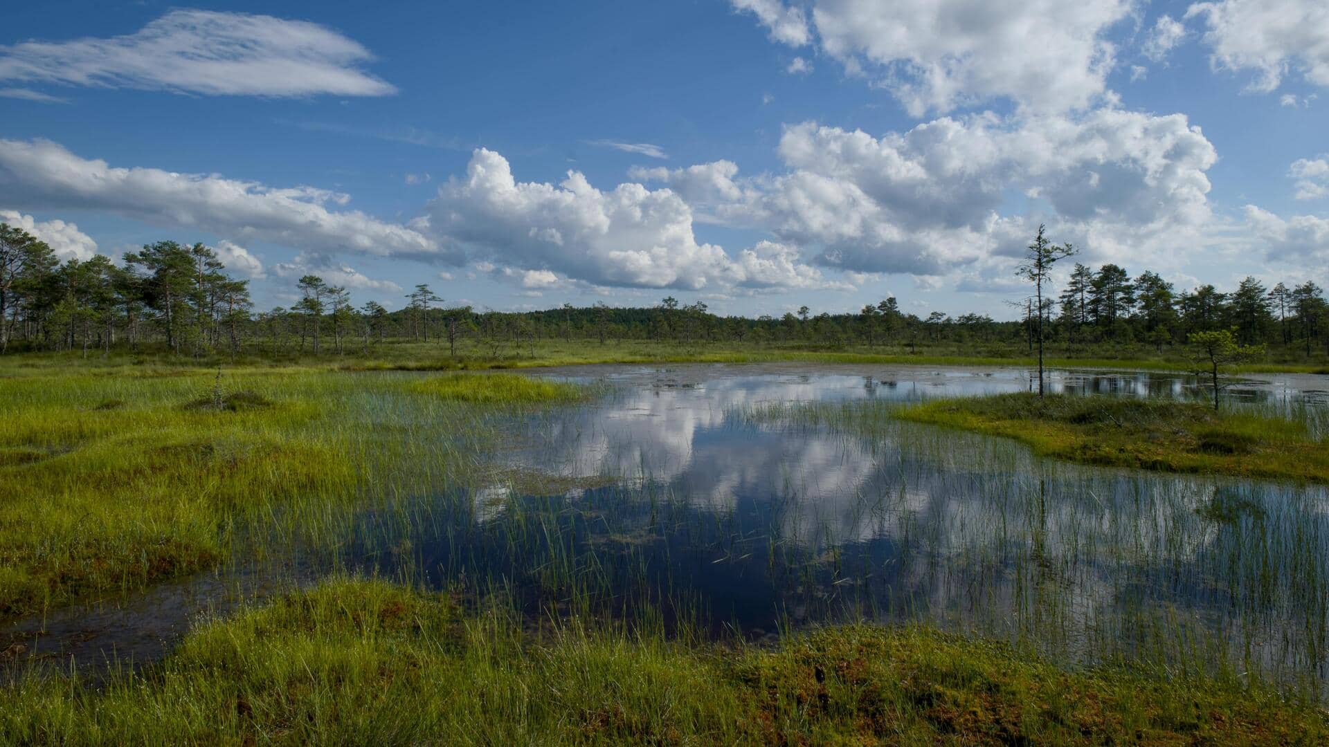 Jelajahi Lima Jalur Rawa Menawan di Estonia