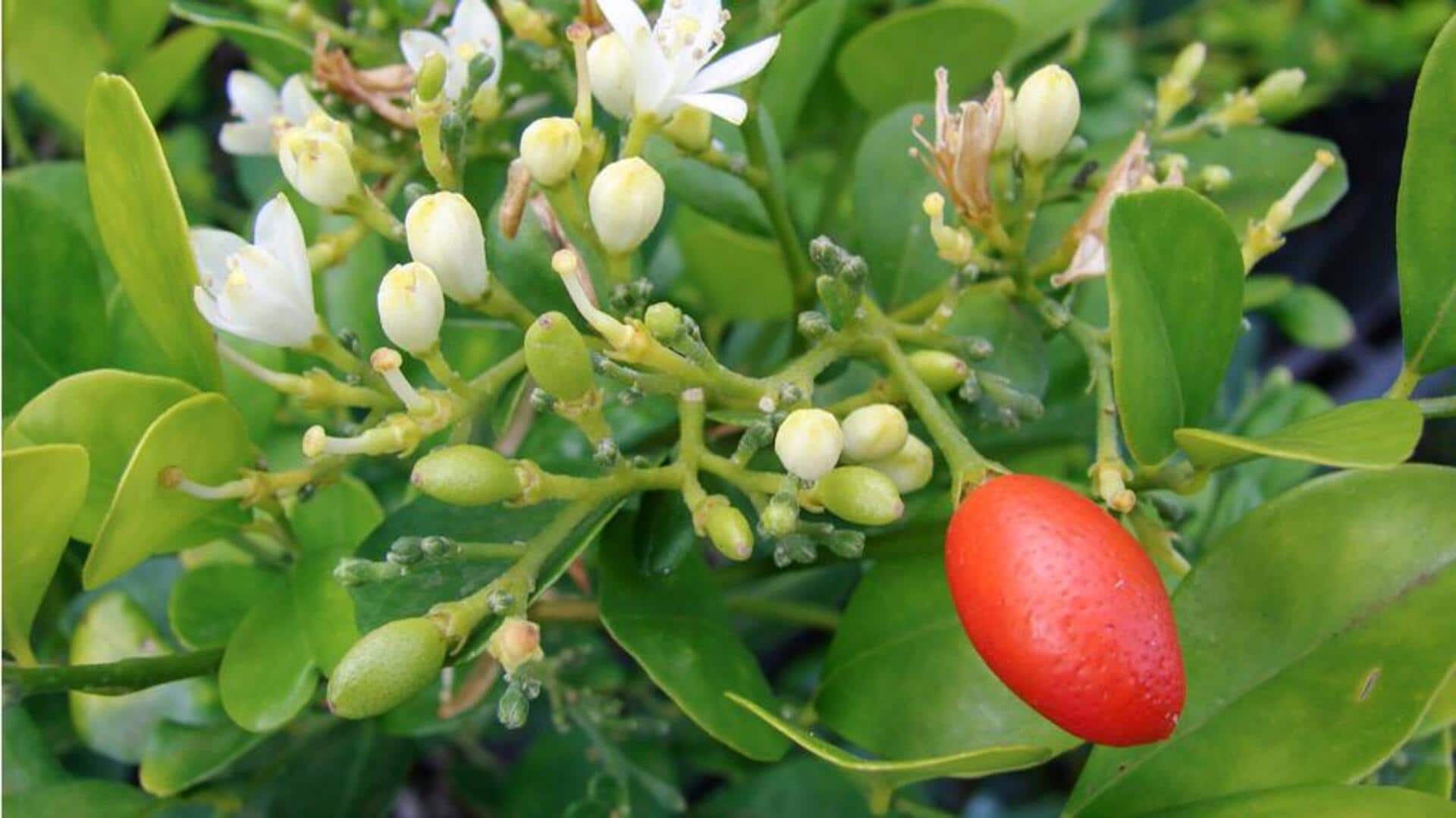 Lima Resep Lezat dari Indonesia dengan Sentuhan Buah Kemuning