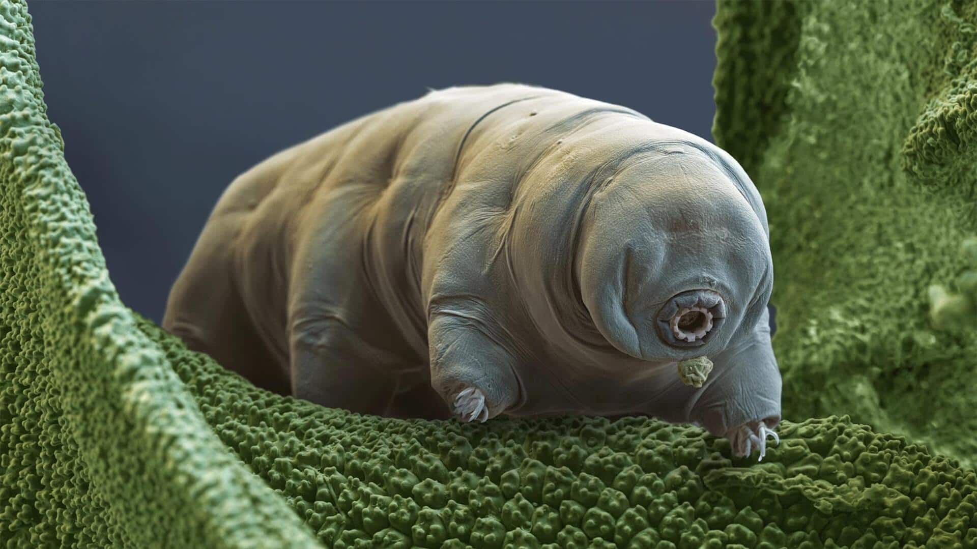 Kehidupan Rahasia Tardigrada di Lingkungan Ekstrem Kehidupan Rahasia Tardigrada di Lingkungan Ekstrem