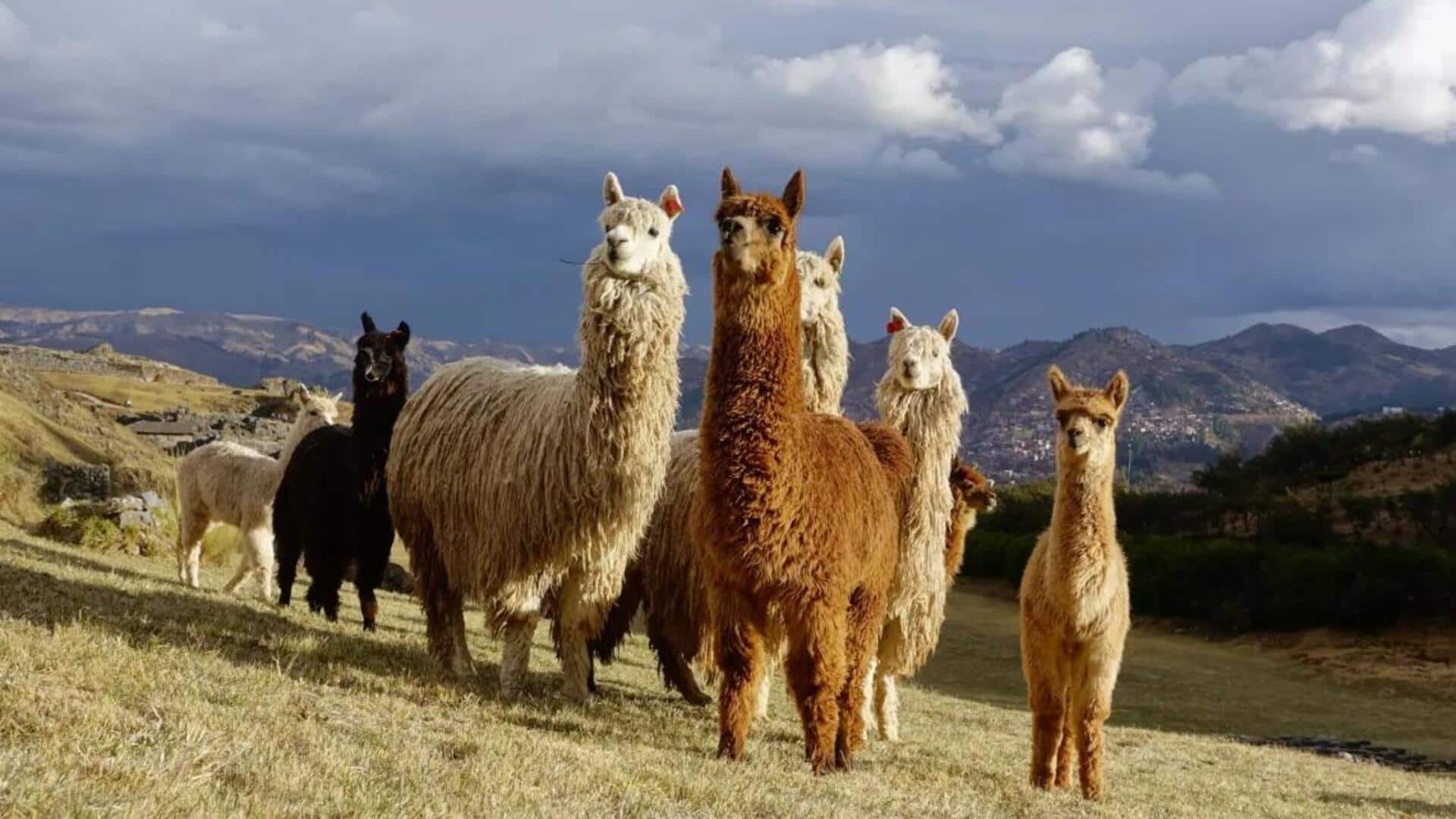 Siklus Pertumbuhan Serat Alpaka yang Luar Biasa