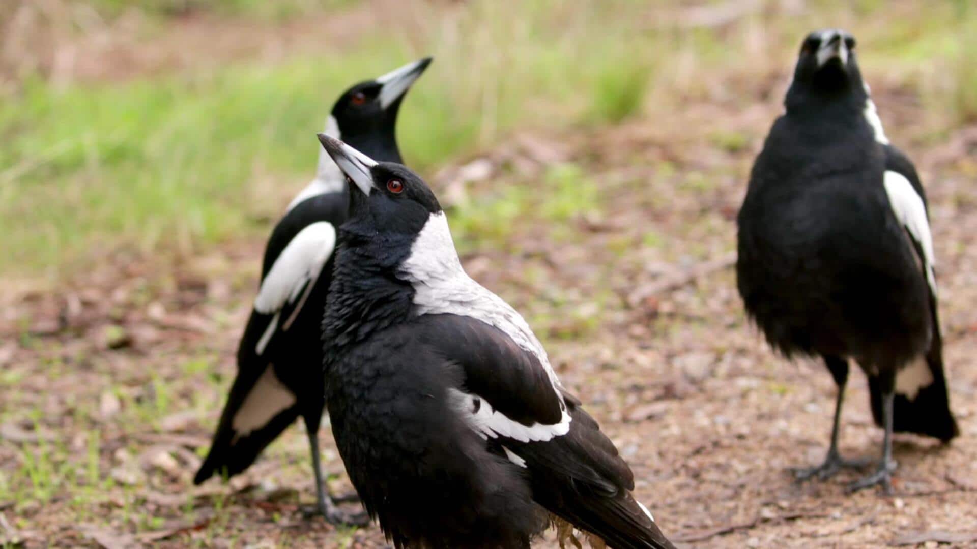 Mengungkap Keunikan dari Tarian Hujan Burung Magpie