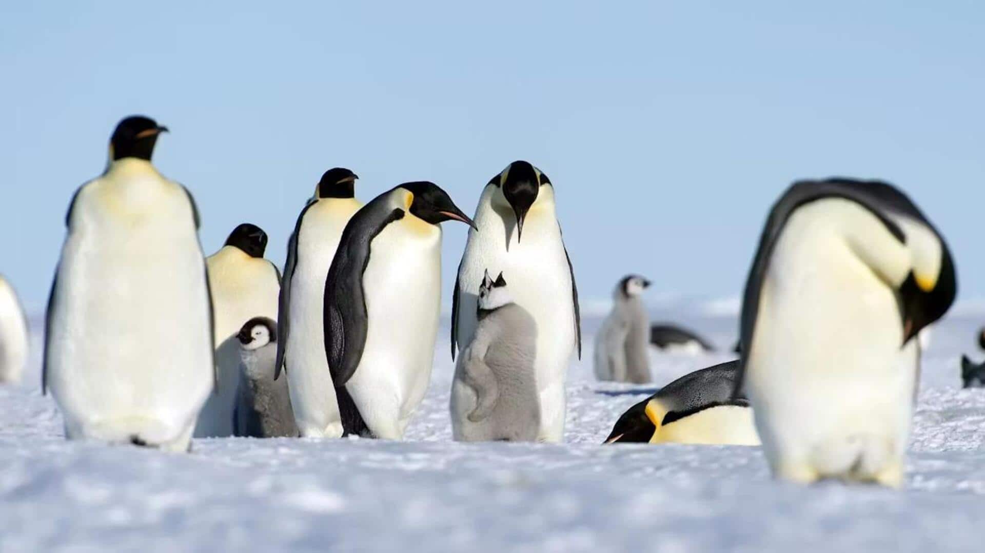 Lima Fakta Menarik tentang Bagaimana Penguin Merawat Anaknya