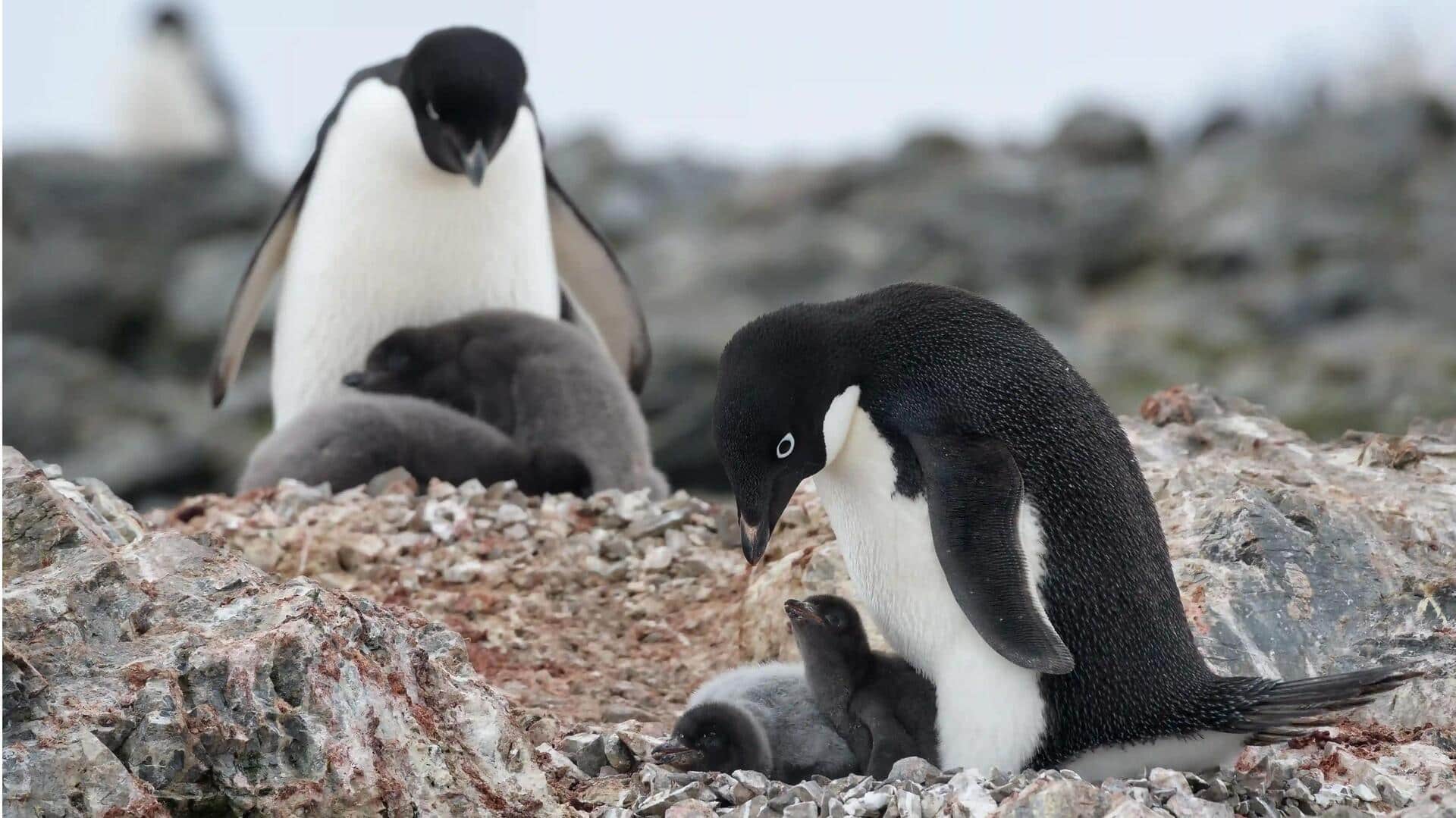 Lima Cara Pintar Penguin Adelie dalam Melindungi Sarangnya