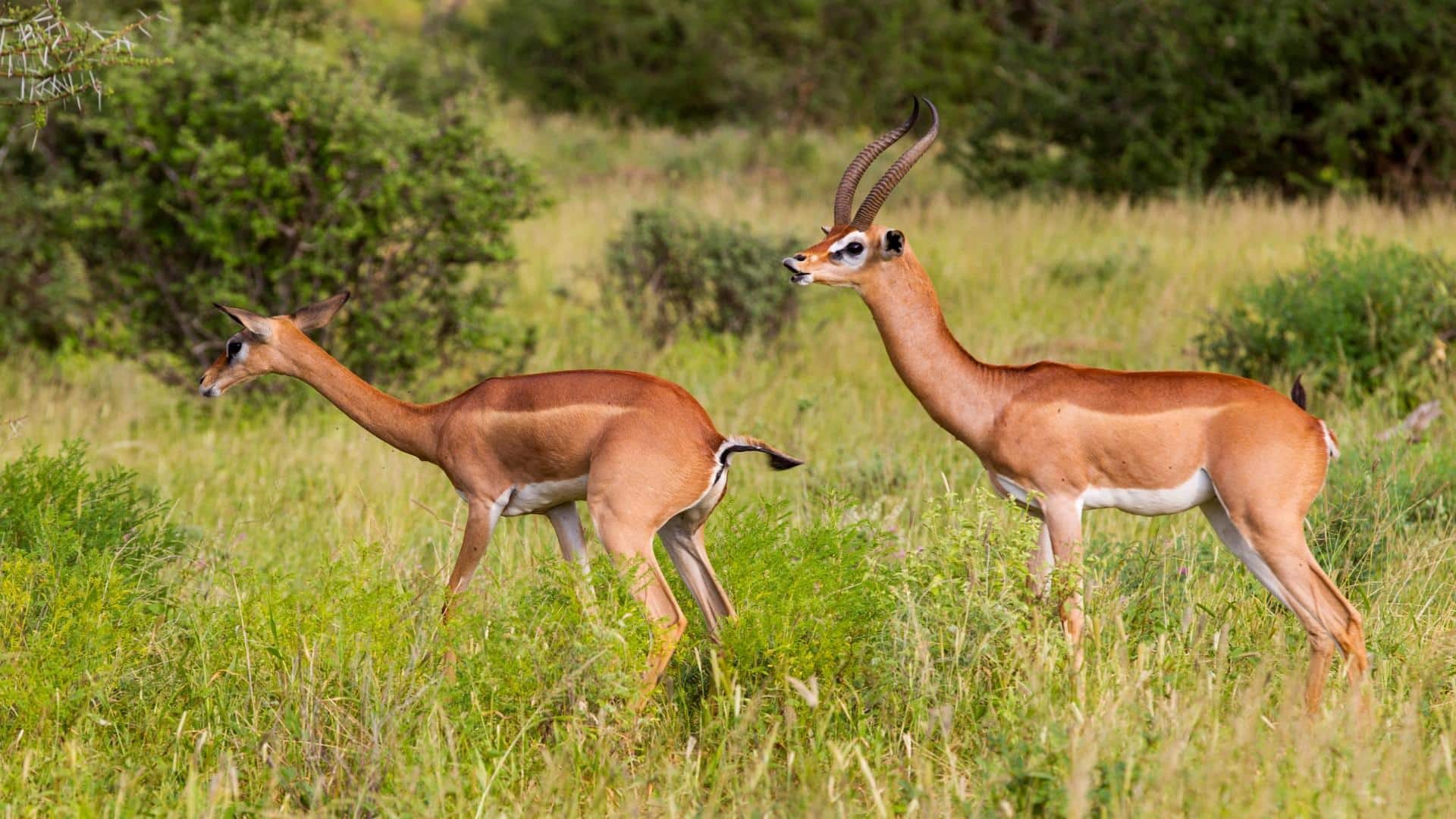 Peran Rahasia Rusa Berleher Panjang dalam Ekosistem Hutan